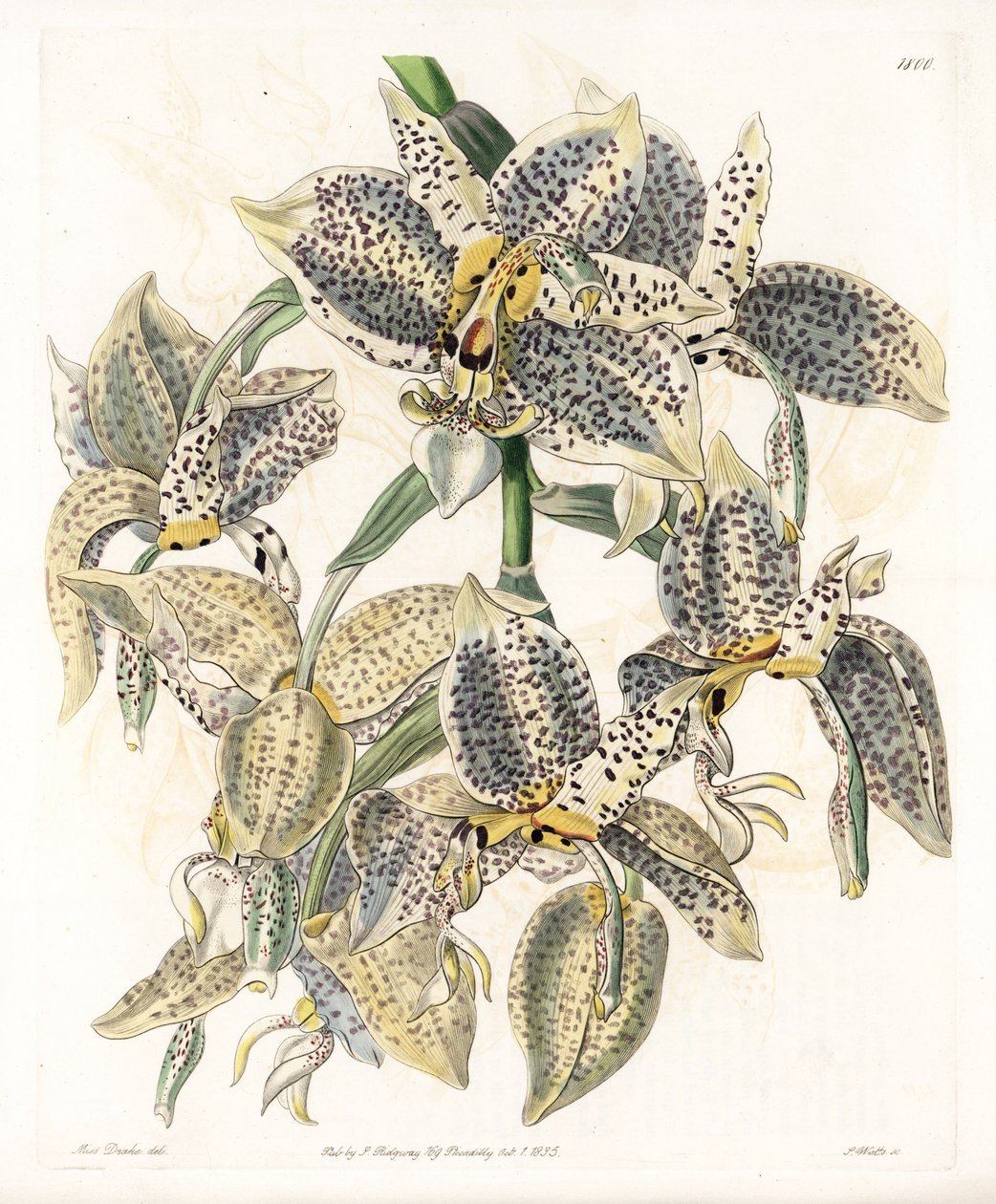 Orquídea: Variedade Stanhopea, neotropical - Placa gravada por S.Watts, a partir de uma ilustração de Sarah Anne Drake (1803-1857), do Botanical Register of Sydenham Edwards (1768-1819), Inglaterra de Sydenham Teast Edwards