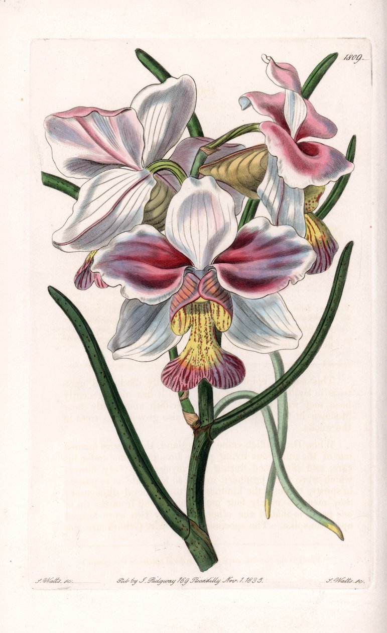 Orquídea: Vanda variedade, espécies epífitas da Ásia - Placa gravada por S.Watts, de uma ilustração de Sarah Anne Drake (1803-1857), do Botanical Register of Sydenham Edwards (1768-1819), Inglaterra de Sydenham Teast Edwards