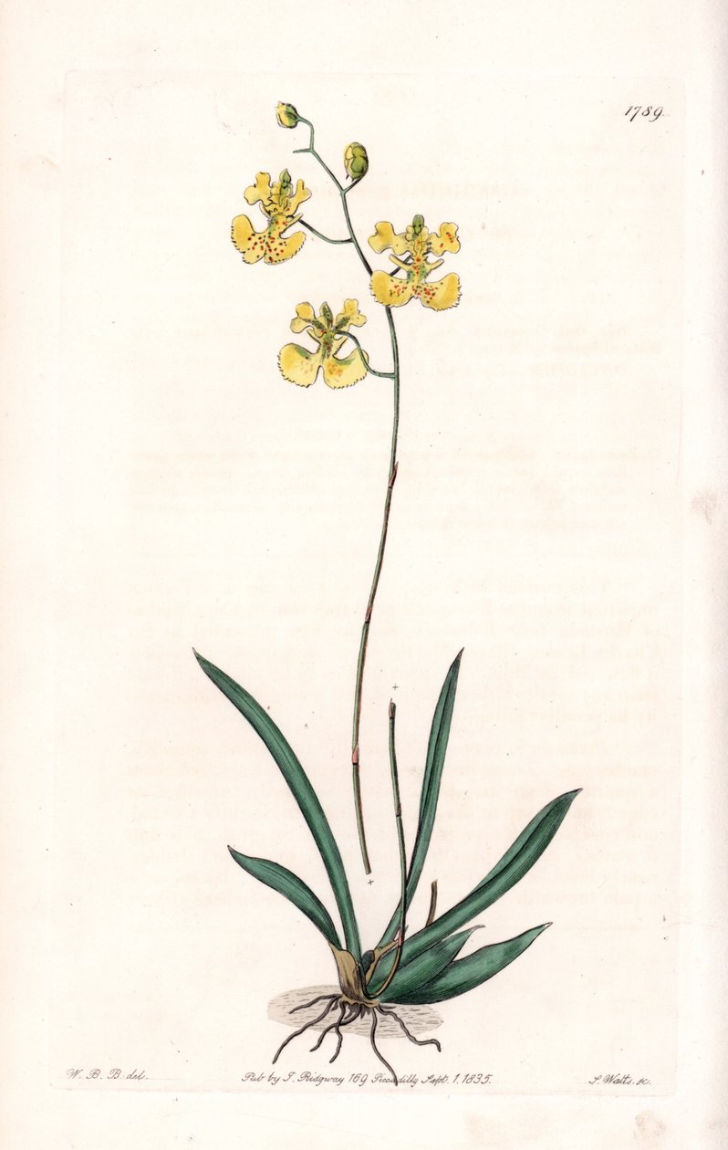 Orquídea: Variete Tolumnia guianensis, endêmica do Haiti e Santo Domingo - Placa gravada por S.Watts, de uma ilustração de Sarah Anne Drake (1803-1857), do Botanical Register of Sydenham Edwards (1768-1819), Inglaterra de Sydenham Teast Edwards