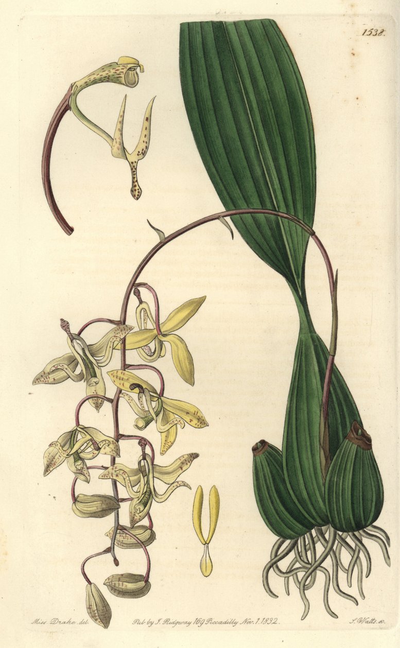 Orchid Variety Cirrhaea - Orquídea Cirrhaea de Loddiges, Cirrhaea loddigesii. Gravura em chapa de cobre colorida à mão por S. Watts depois de uma ilustração de Miss Sarah Drake do Registo Botânico de Sydenham Edwards, Ridgeway, Londres de Sydenham Teast Edwards