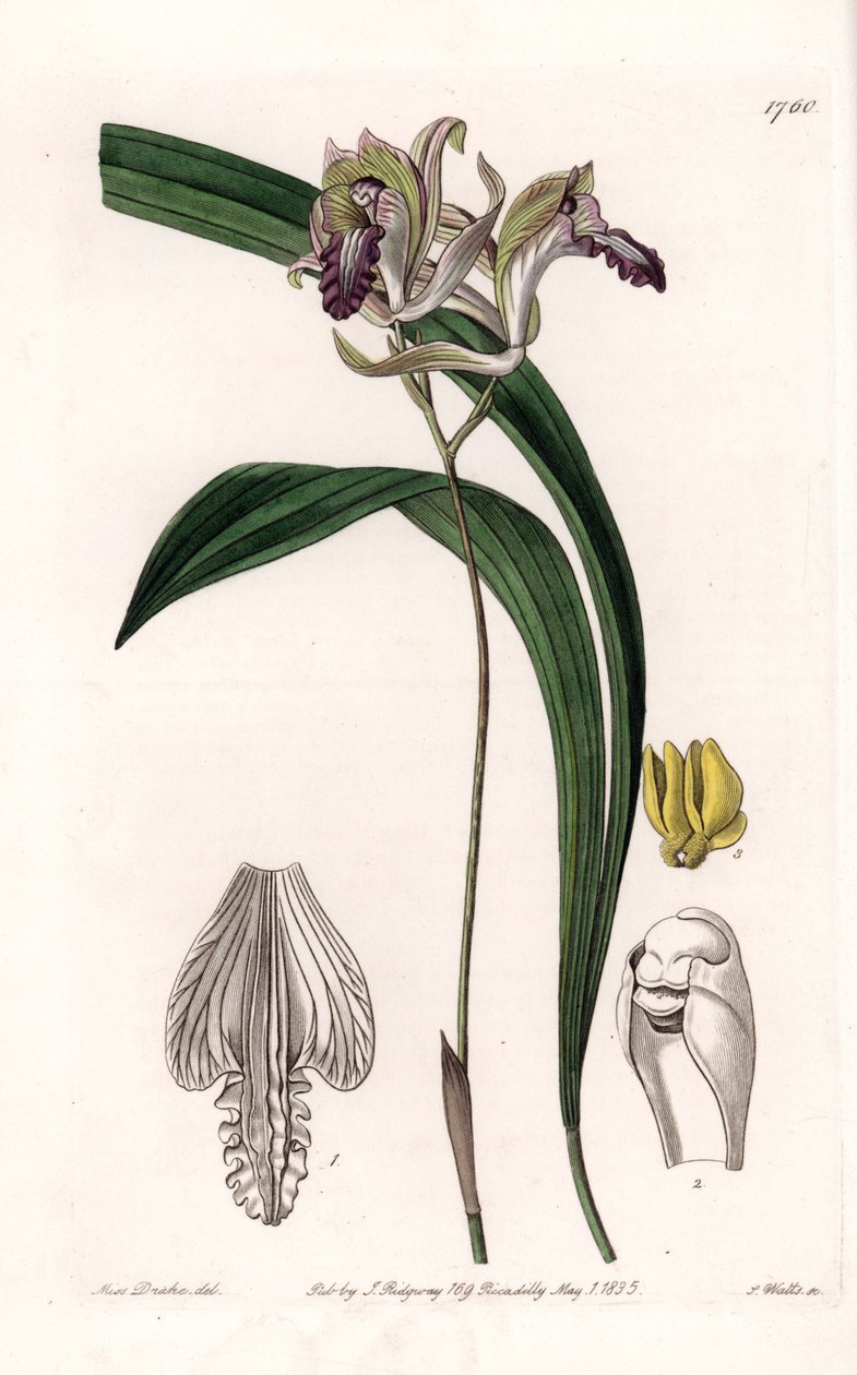 Orquídea: Variedade de Bletia of America - Placa gravada por S.Watts, de uma ilustração de Sarah Anne Drake (1803-1857), do Botanical Register of Sydenham Edwards (1768-1819), Inglaterra de Sydenham Teast Edwards