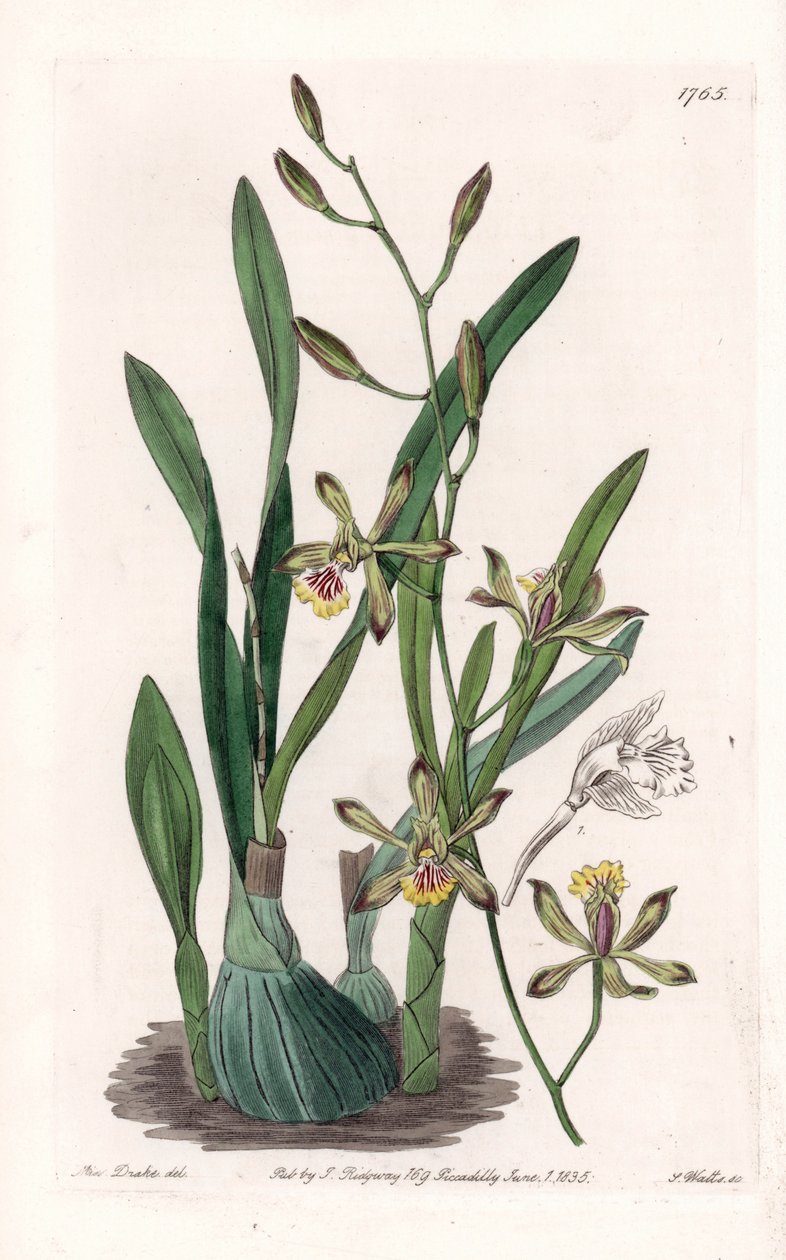 Orchid: epidendre grele - Tábua gravada por S.Watts, de uma ilustração de Sarah Anne Drake (1803-1857), do Botanical Register of Sydenham Edwards (1768-1819), Inglaterra de Sydenham Teast Edwards