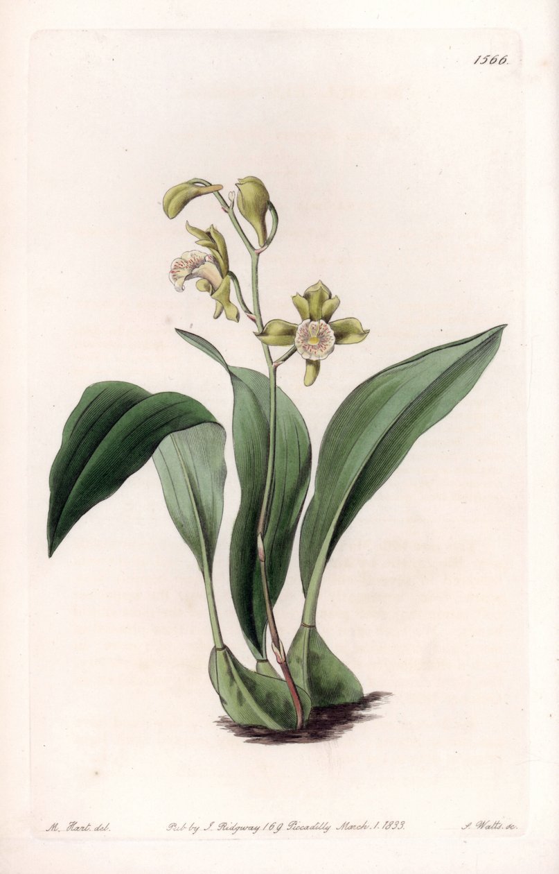 Orchid: maxillary a bunches - Tábua gravada por S.Watts, de uma ilustração de Sarah Anne Drake (1803-1857), do Botanical Register of Sydenham Edwards (1768-1819), Inglaterra de Sydenham Teast Edwards