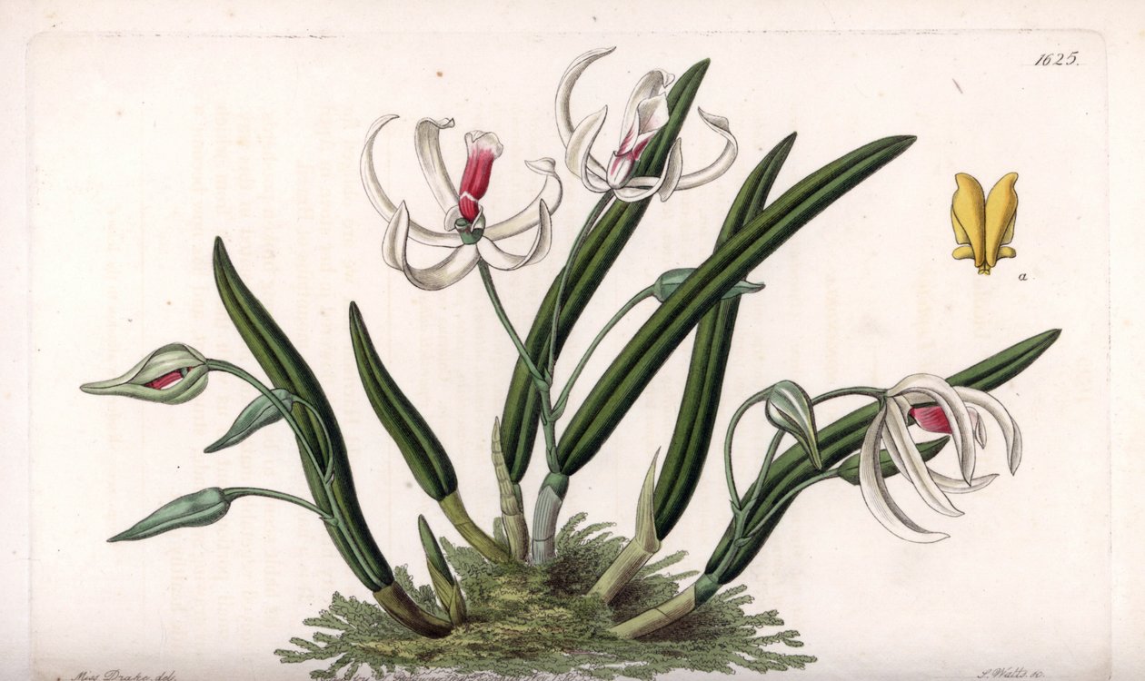 Orquídea: variedade miniatura de leptóteses - Placa gravada por S.Watts, de uma ilustração de Sarah Anne Drake (1803-1857), do Botanical Register of Sydenham Edwards (1768-1819), Inglaterra de Sydenham Teast Edwards