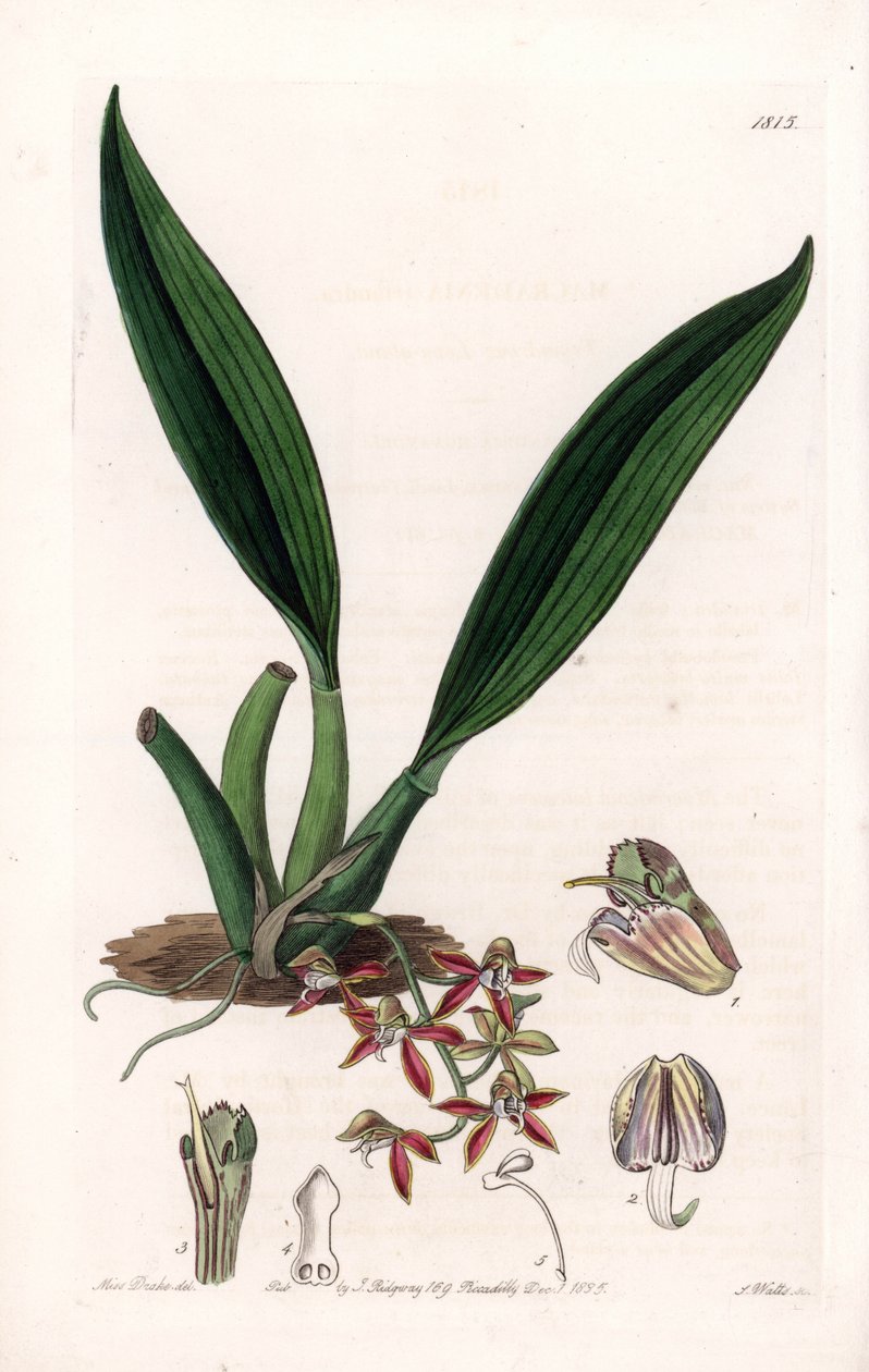 Orchid: variete of macradenia, nativa da Guiana - Placa gravada por S.Watts, de uma ilustração de Sarah Anne Drake (1803-1857), do Botanical Register of Sydenham Edwards (1768-1819), Inglaterra de Sydenham Teast Edwards