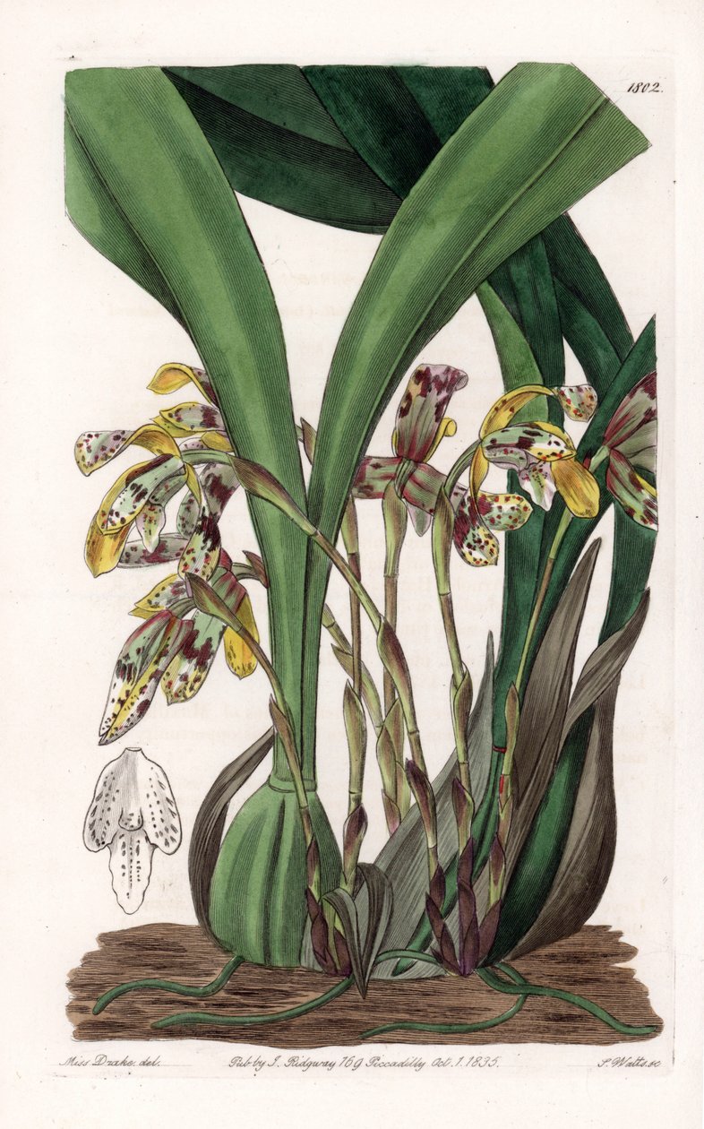 Orchid: variete of maxillaria, nativa da América do Sul - Placa gravada por S.Watts, com base numa ilustração de Sarah Anne Drake (1803-1857), do Botanical Register of Sydenham Edwards (1768-1819), Inglaterra de Sydenham Teast Edwards