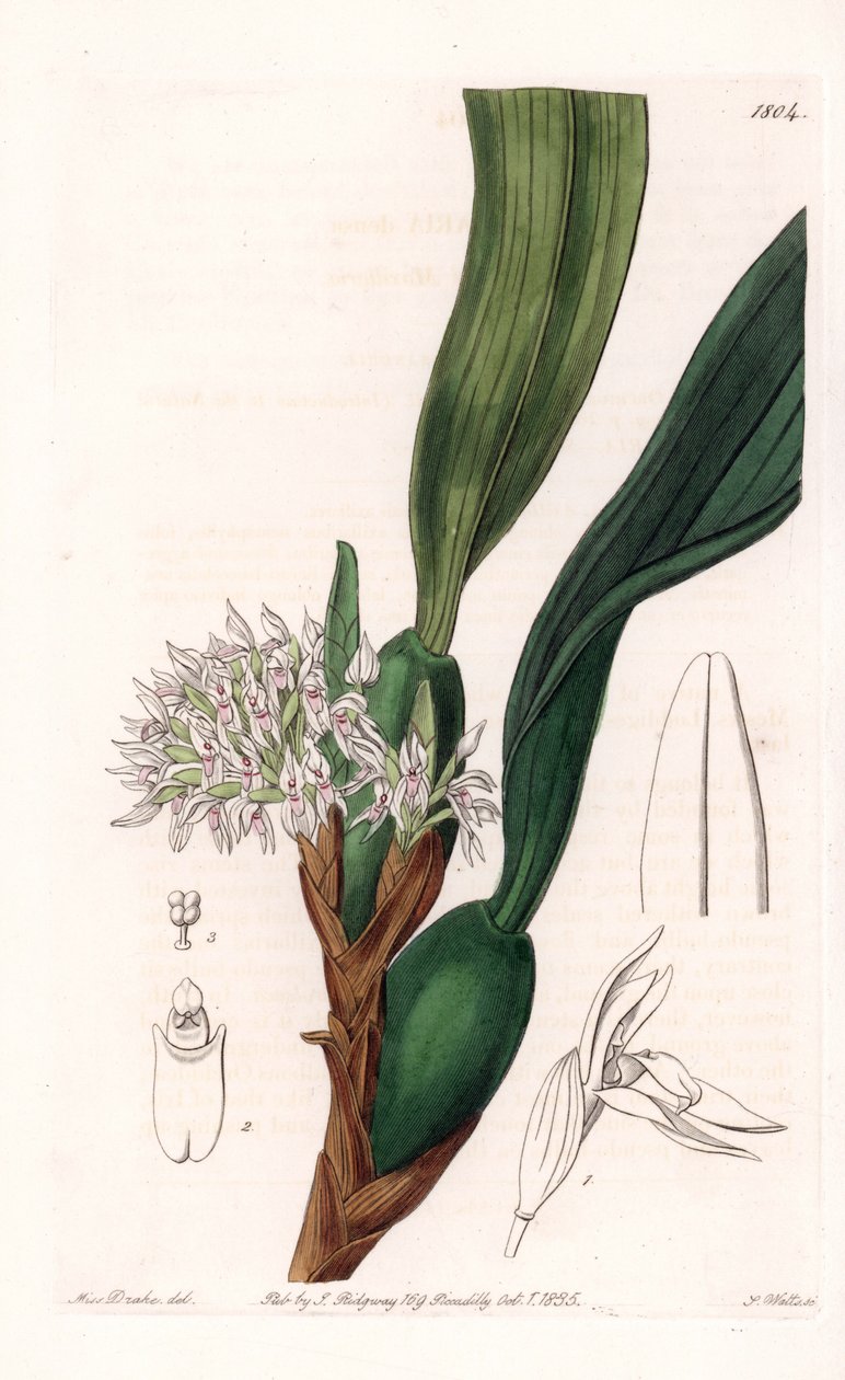 Orchid: variete of maxillaria, nativa da América do Sul - Placa gravada por S.Watts, de uma ilustração de Sarah Anne Drake (1803-1857), do Botanical Register of Sydenham Edwards (1768-1819), Inglaterra de Sydenham Teast Edwards