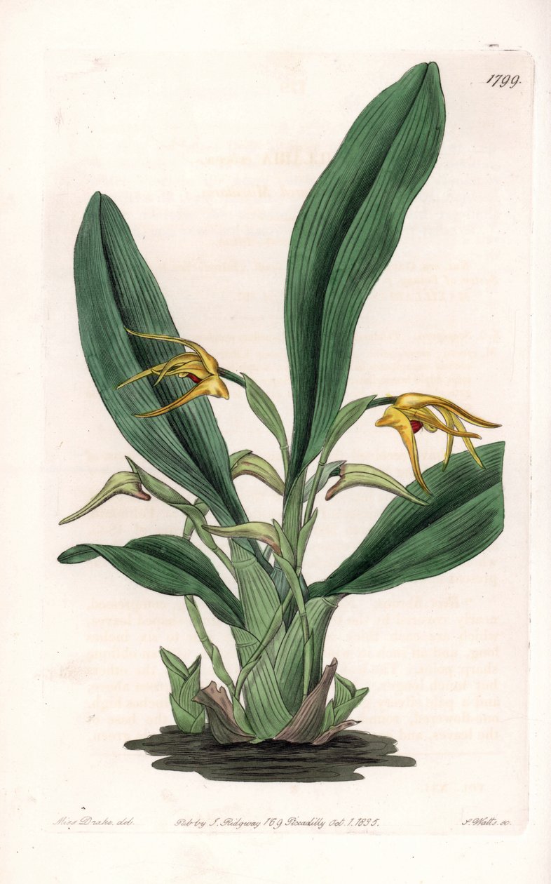 Orchid: variete of maxillaria, nativa da América tropical - Placa gravada por S.Watts, a partir de uma ilustração de Sarah Anne Drake (1803-1857), do Botanical Register of Sydenham Edwards (1768-1819), Inglaterra de Sydenham Teast Edwards