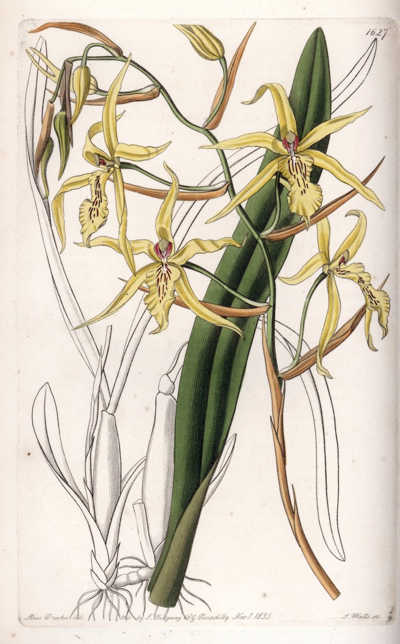 Orchid: variete of miltonia or milt - Placa gravada por S.Watts, a partir de uma ilustração de Sarah Anne Drake (1803-1857), do Botanical Register of Sydenham Edwards (1768-1819), Inglaterra de Sydenham Teast Edwards