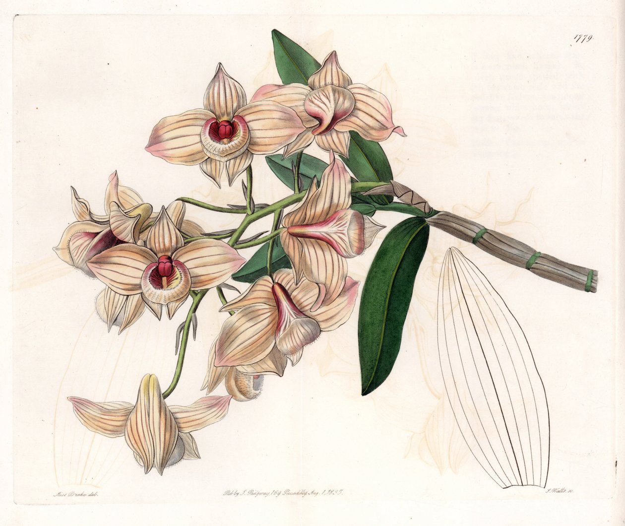 Orchid: variedade de Dendrobium - Placa gravada por S.Watts, a partir de uma ilustração de Sarah Anne Drake (1803-1857), do Botanical Register of Sydenham Edwards (1768-1819), Inglaterra de Sydenham Teast Edwards