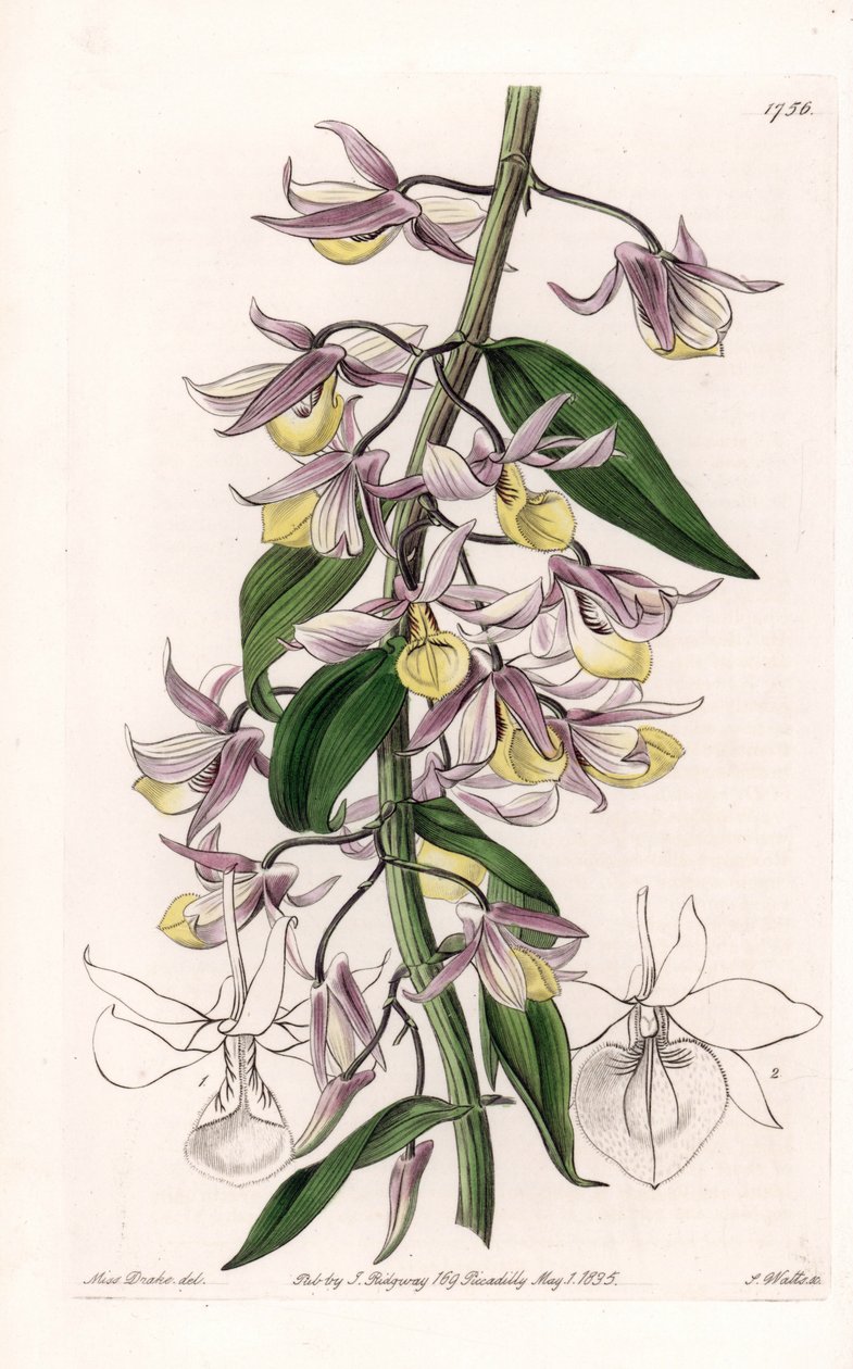 Orquídea: variedade de Dendrobium, nativa da Ásia - Placa gravada por S. Watts, de uma ilustração de Sarah Anne Drake (1803-1857), do Botanical Register of Sydenham Edwards (1768-1819), Inglaterra de Sydenham Teast Edwards