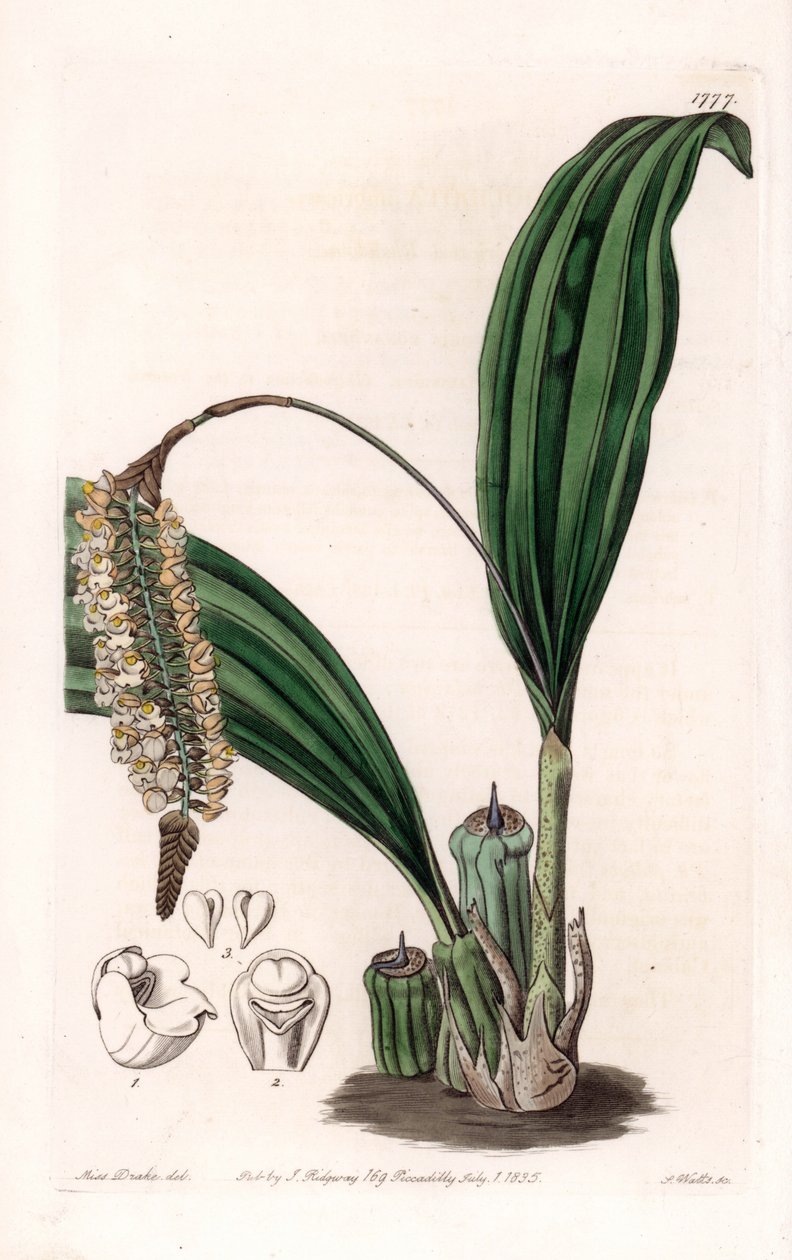Orquídea: variedade de Pholidota, nativa da Ásia - Placa gravada por S.Watts, de uma ilustração de Sarah Anne Drake (1803-1857), do Botanical Register of Sydenham Edwards (1768-1819), Inglaterra de Sydenham Teast Edwards