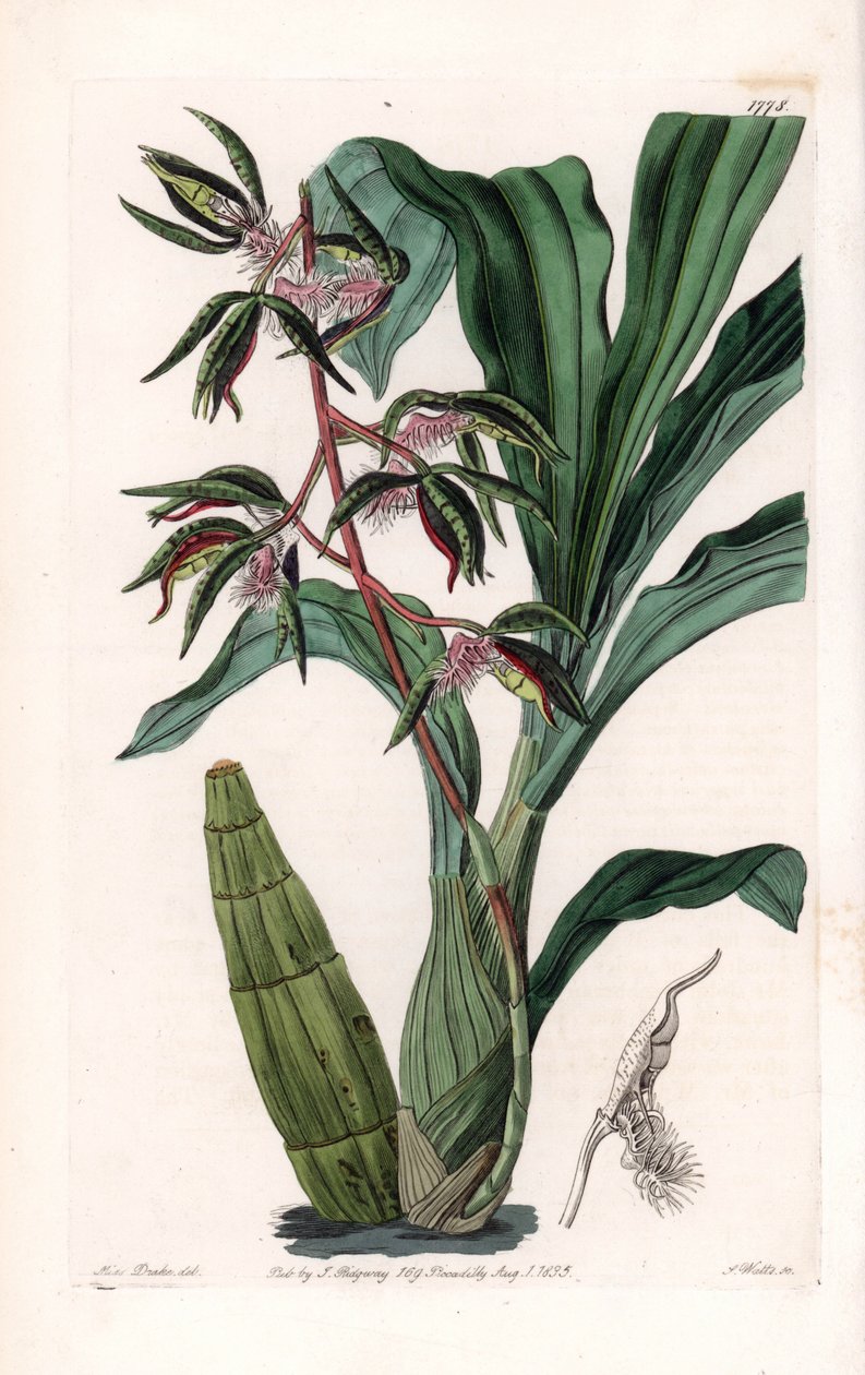 Orchid: variety of catasetum, called bearded - Placa gravada por S.Watts, a partir de uma ilustração de Sarah Anne Drake (1803-1857), do Botanical Register of Sydenham Edwards (1768-1819), Inglaterra de Sydenham Teast Edwards