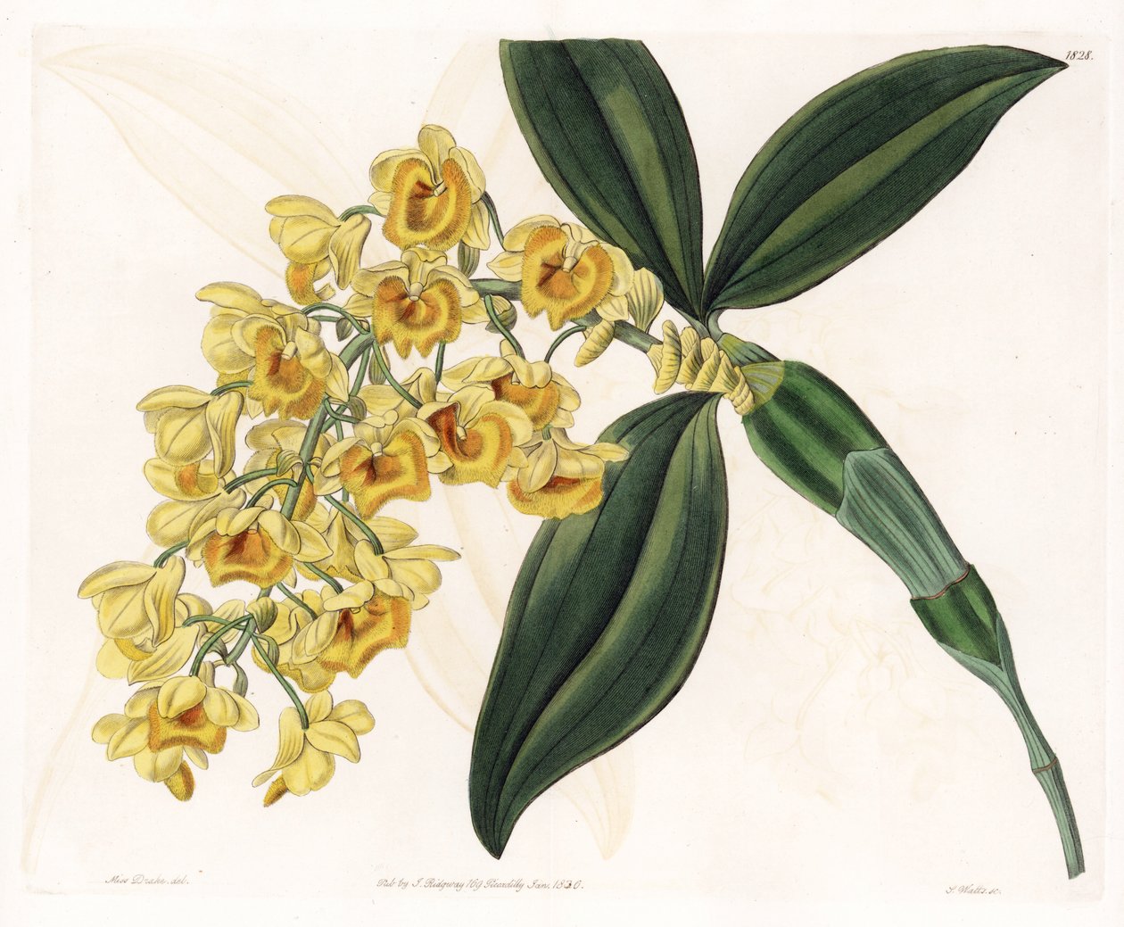 Orchid: variedade de dendrobium - Placa gravada por S.Watts, de uma ilustração de Sarah Anne Drake (1803-1857), do Botanical Register of Sydenham Edwards (1768-1819), Inglaterra de Sydenham Teast Edwards