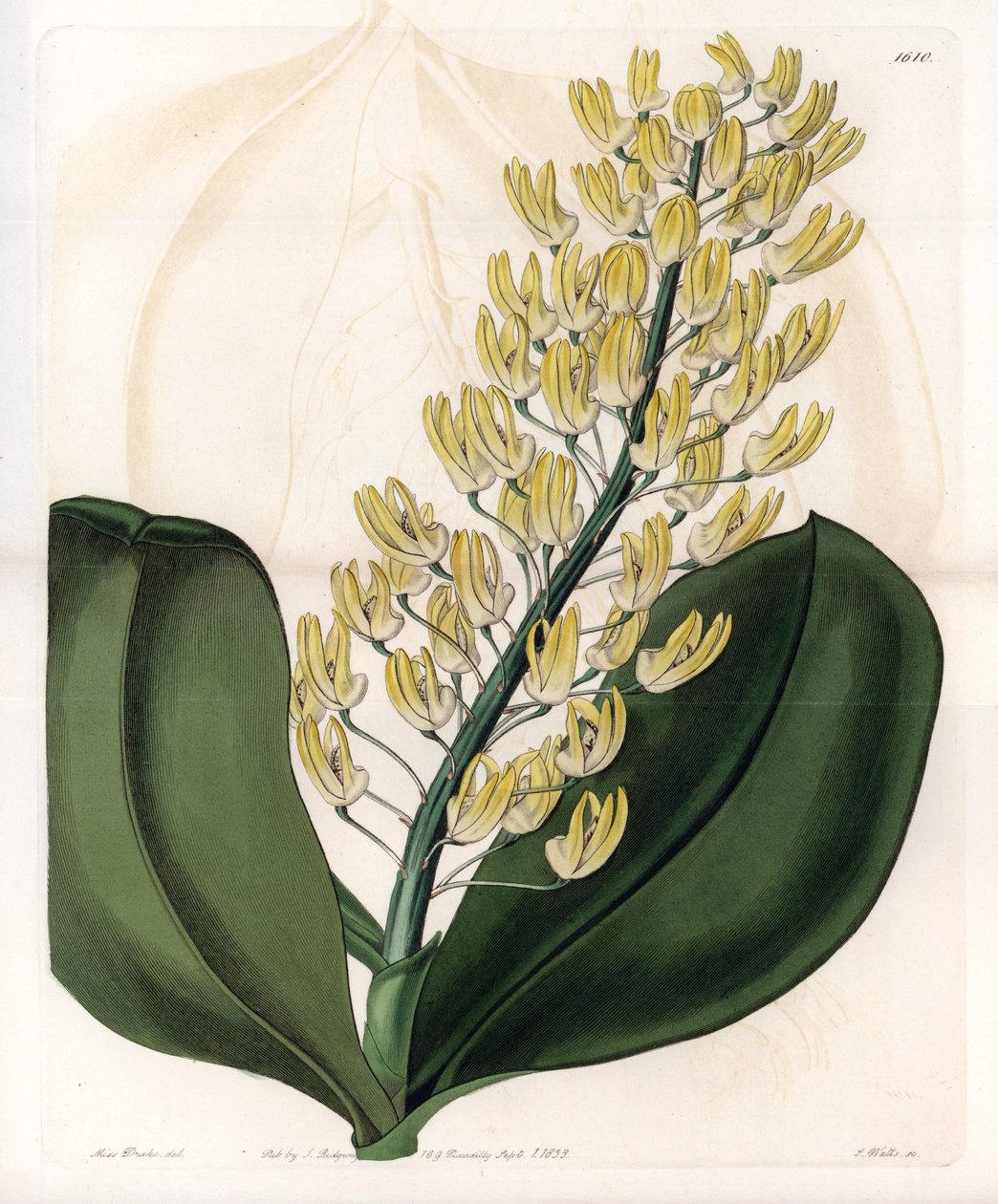 Orchid: variedade de dendrobium da Austrália - Placa gravada por S.Watts, de uma ilustração de Sarah Anne Drake (1803-1857), do Botanical Register of Sydenham Edwards (1768-1819), Inglaterra de Sydenham Teast Edwards