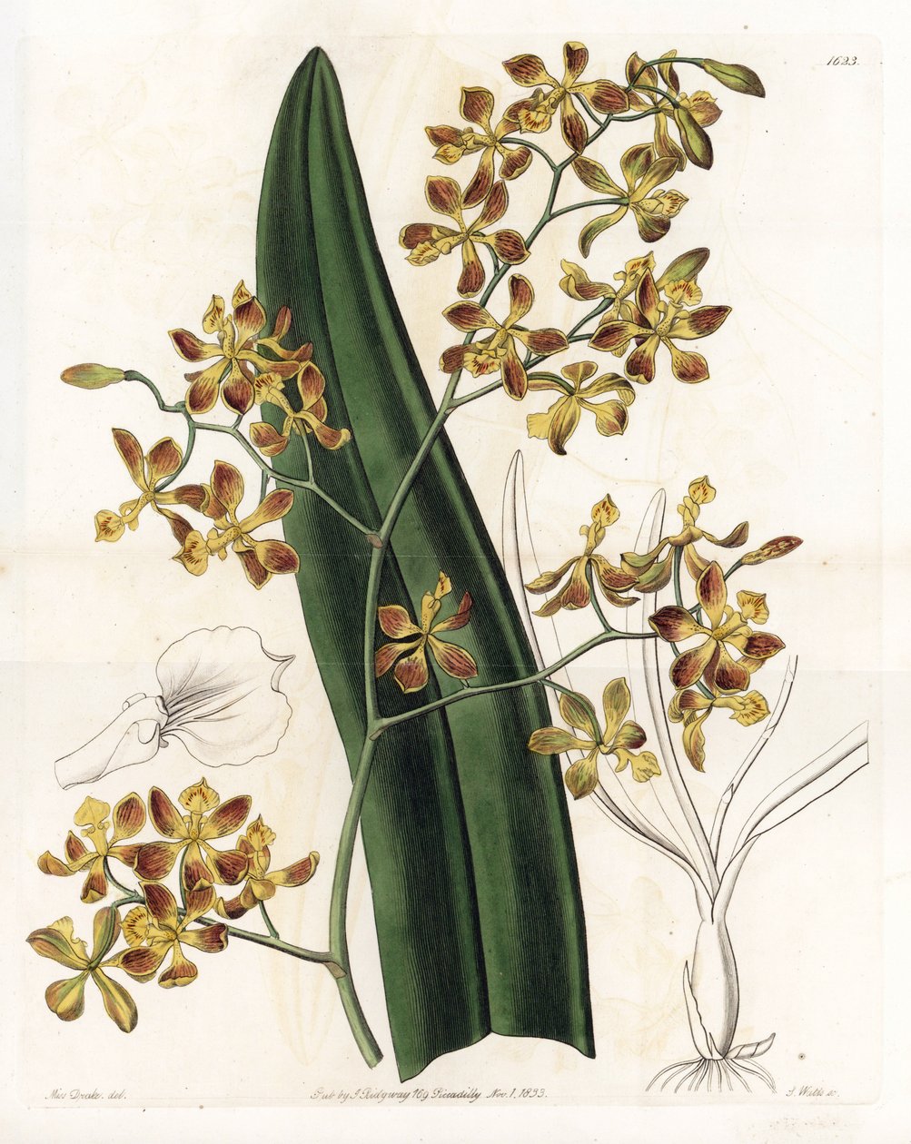 Orchid: variety of epidendrum - Placa gravada por S.Watts, a partir de uma ilustração de Sarah Anne Drake (1803-1857), do Botanical Register of Sydenham Edwards (1768-1819), Inglaterra de Sydenham Teast Edwards