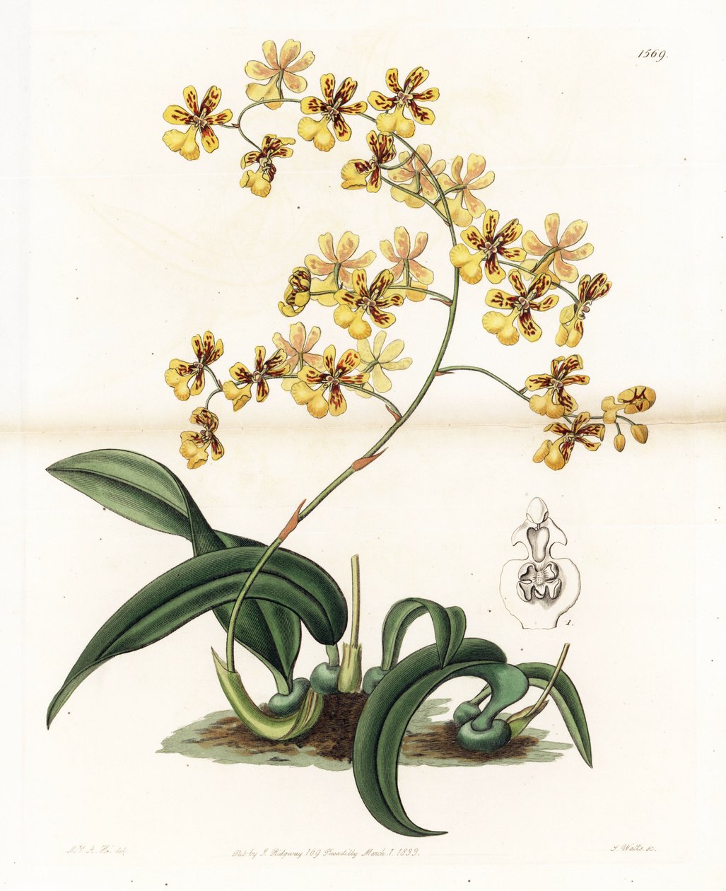 Orquídea: variedade de oncidium epífita do Brasil - Placa gravada por S. Watts, de uma ilustração de Sarah Anne Drake (1803-1857), do Botanical Register of Sydenham Edwards (1768-1819), Inglaterra de Sydenham Teast Edwards