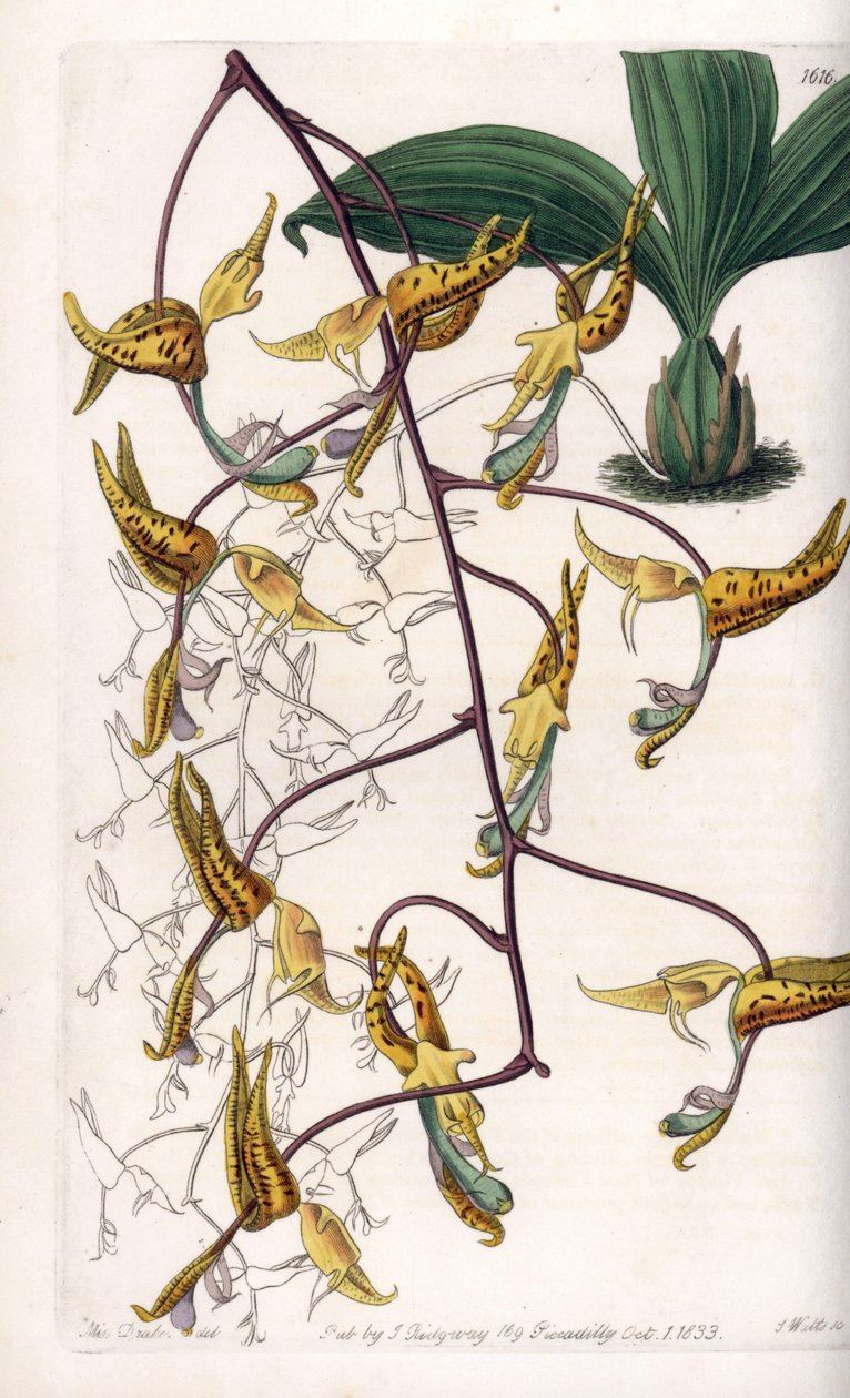 Orchid: variedade de gongora, nativa da América do Sul - Placa gravada por S.Watts, a partir de uma ilustração de Sarah Anne Drake (1803-1857), do Botanical Register of Sydenham Edwards (1768-1819), Inglaterra de Sydenham Teast Edwards