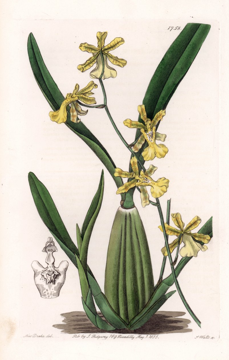 Orchid, variedade de oncydium, nativo da América do Sul - Placa gravada por S.Watts, de uma ilustração de Sarah Anne Drake (1803-1857), do Botanical Register of Sydenham Edwards (1768-1819), Inglaterra de Sydenham Teast Edwards