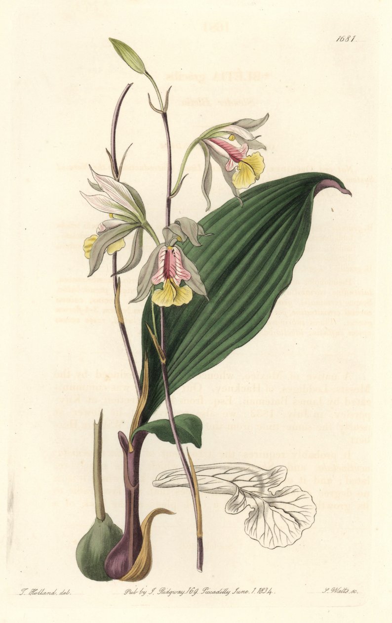 Orchidee, American Bletia - Water Forte de S. Watts a partir de uma ilustração de T. Holland, do Botanical Register de Sydenham Teast Edwards