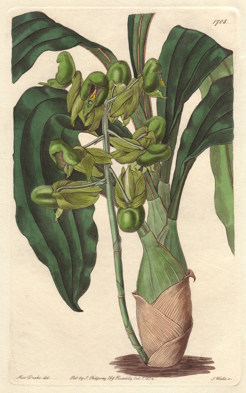 Orchidee Catasetum, nativa do Brasil - Water forte de S. Watts a partir de uma ilustração de Sarah Anne Drake (1803-1857), do Botanical Register de Sydenham Teast Edwards