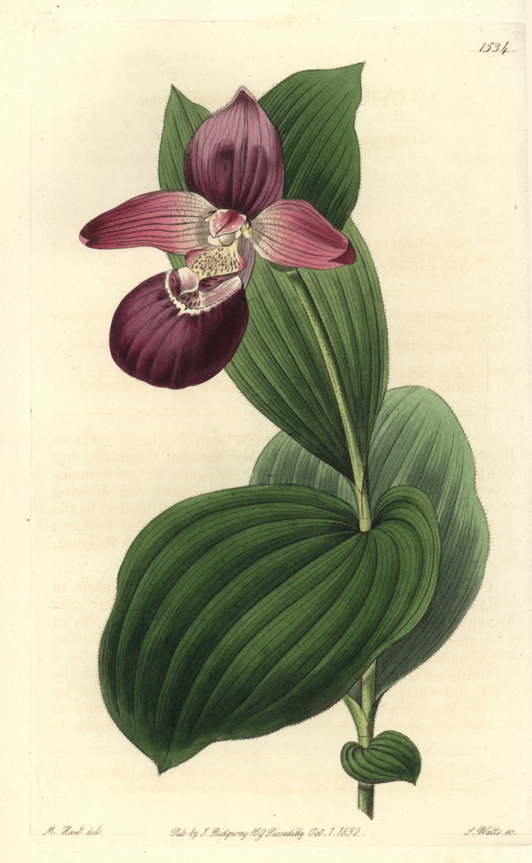 Orchidee clog de Vénus tem flores grandes - Cypripedium de flor grande ou Cypripedium macranthos de flor grande. Gravura em chapa de cobre colorida à mão por S. Watts após uma ilustração de M. Hart do Registo Botânico de Sydenham Edwards de Sydenham Teast Edwards