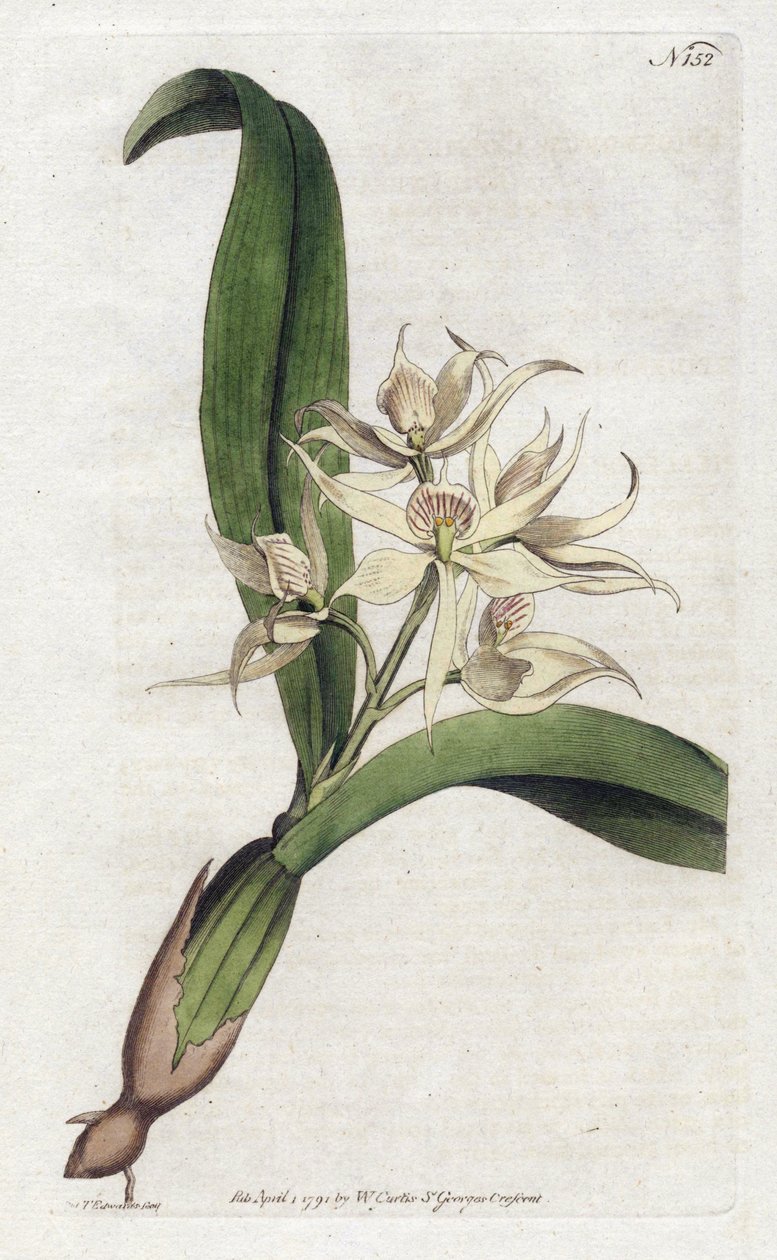 Orchidee epidendrum fragfumee - Litografia de YDENHAM Edwards (1768-1819), placa da revista Botanical de William Curtis (1746-1799) de Sydenham Teast Edwards