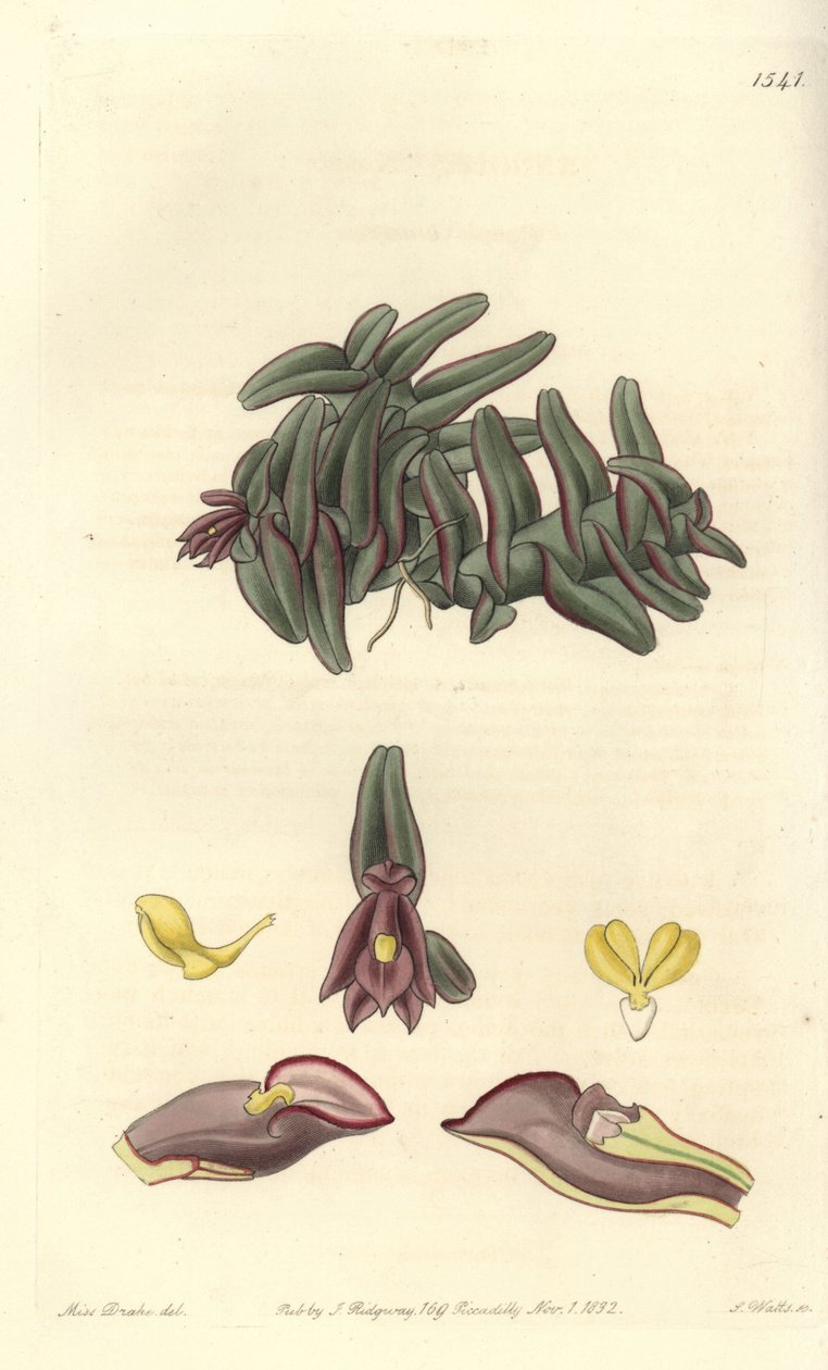 Orchidee epidendrum of Central America - Epidendrum schlechterianum orquídea (Nanodos roxos, Nanodes discolor). Gravura em chapa de cobre colorida à mão por S. Watts depois de uma ilustração de Miss Sarah Drake do Registo Botânico de Sydenham Edwards, Ridg de Sydenham Teast Edwards