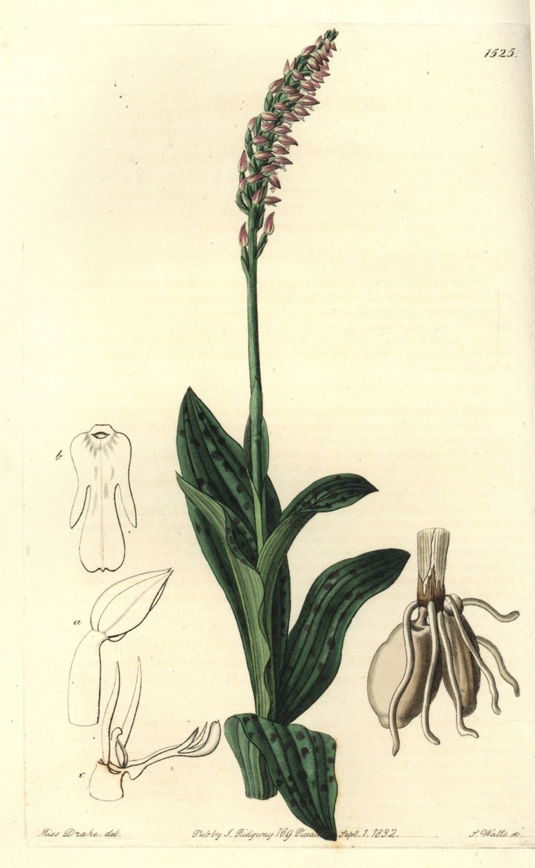 Orchidee neotine - Orquídea de flor densa, Neotinea maculata (Aceras de um tamanho, Aceras secundiflora). Gravura em chapa de cobre colorida à mão por S. Watts depois de uma ilustração de Miss Sarah Drake do Registo Botânico de Sydenham Edwards, Ridgeway,  de Sydenham Teast Edwards