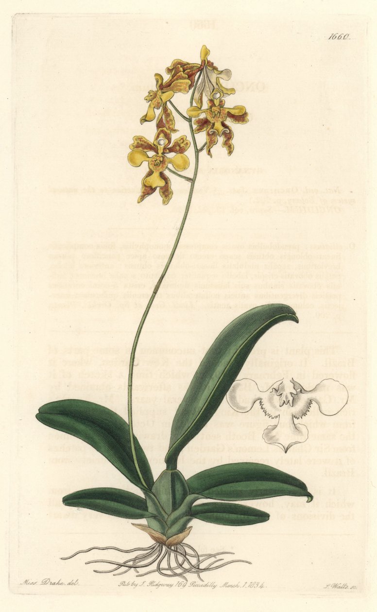 Orchidee oncidium yellow, nativo do Brasil - Water forte de S. Watts a partir de uma ilustração de Sarah Anne Drake (1803-1857), do Botanical Register de Sydenham Teast Edwards