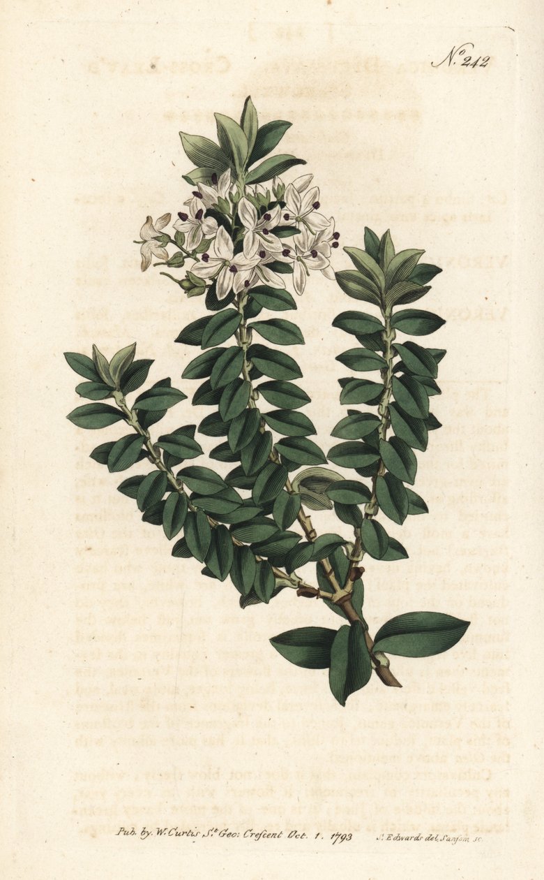 Ouessant myrtle ou elliptical veronica - Cross-leaved speedwell, Veronica decussata. Gravura em chapa de cobre colorida à mão por Sansom após uma ilustração de Sydenham Edwards da revista Botanical Magazine de William Curtis, Londres de Sydenham Teast Edwards