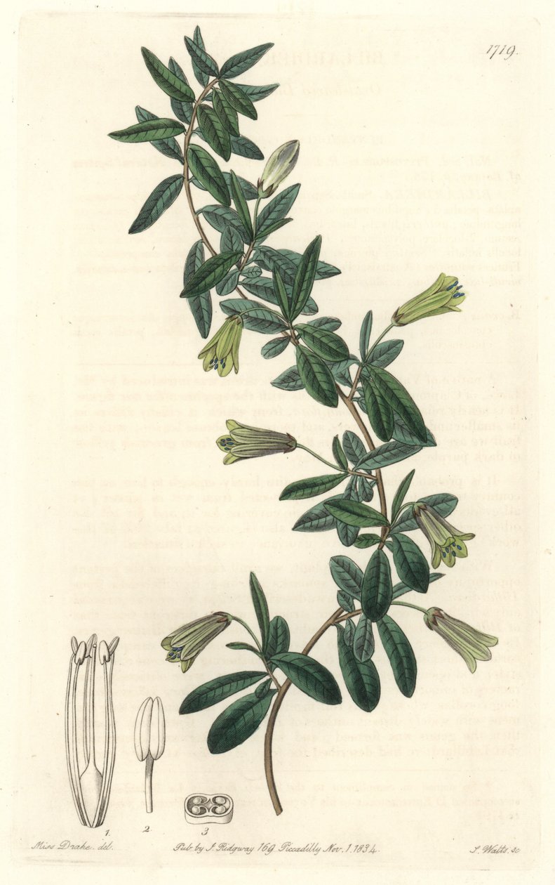 Oval-leaved Billardiera, nativa da Tasmânia (Austrália) - Água forte de S. Watts, de uma ilustração de Sarah Anne Drake (1803-1857), do Botanical Register de Sydenham Teast Edwards