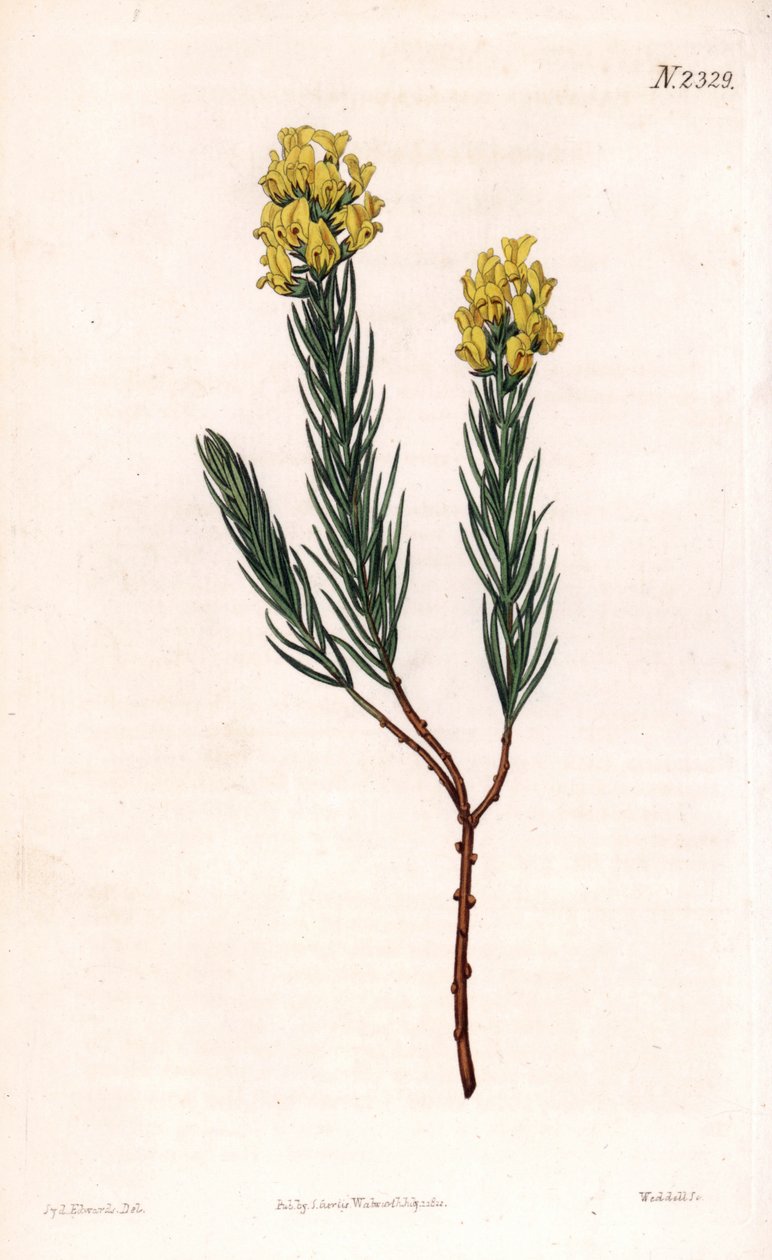 Aspalathus callosa de ponta oval, Aspalathus oval. Gravura em chapa de cobre colorida à mão por Weddell após uma ilustração de Sydenham Edwards da "Botanical Magazine" de Samuel Curtis, Londres. de Sydenham Teast Edwards