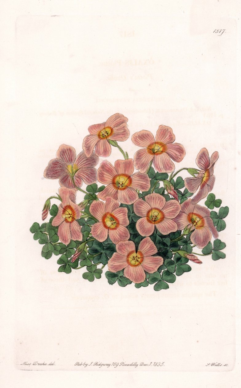 Oxalis Variete - Placa gravada por S.Watts, a partir de uma ilustração de Sarah Anne Drake (1803-1857), do Botanical Register of Sydenham Edwards (1768-1819), Inglaterra de Sydenham Teast Edwards
