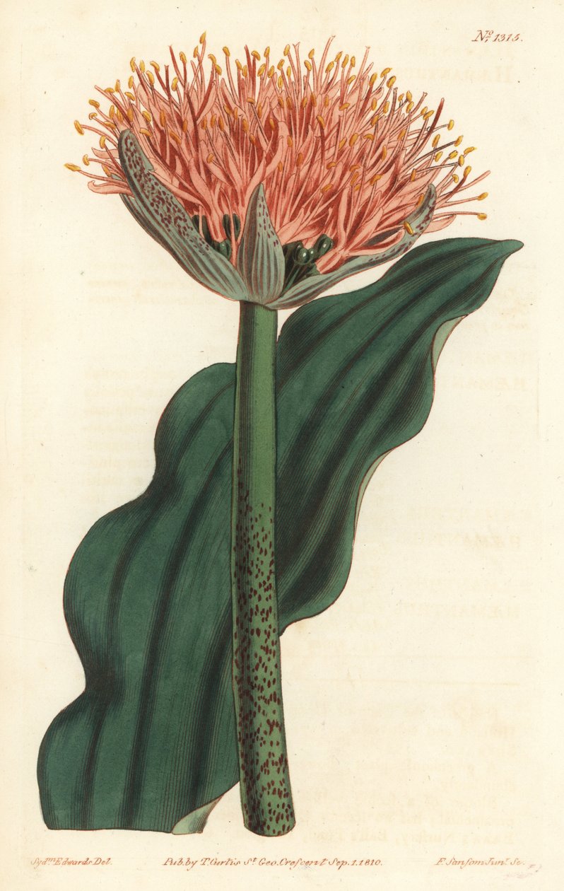 Pincel de nenúfar, Scadoxus puniceus (Wave-leaved bloodflower, Haemanthus puniceus). Gravura em chapa de cobre colorida à mão por F. Sansom Jr. após ilustração de Sydenham Edwards da revista Botanical Magazine de William Curtis, T. Curtis, Londres de Sydenham Teast Edwards