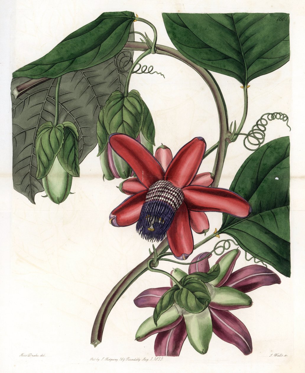 Passion Variete - Placa gravada por S.Watts, a partir de uma ilustração de Sarah Anne Drake (1803-1857), do Botanical Register of Sydenham Edwards (1768-1819), Inglaterra de Sydenham Teast Edwards