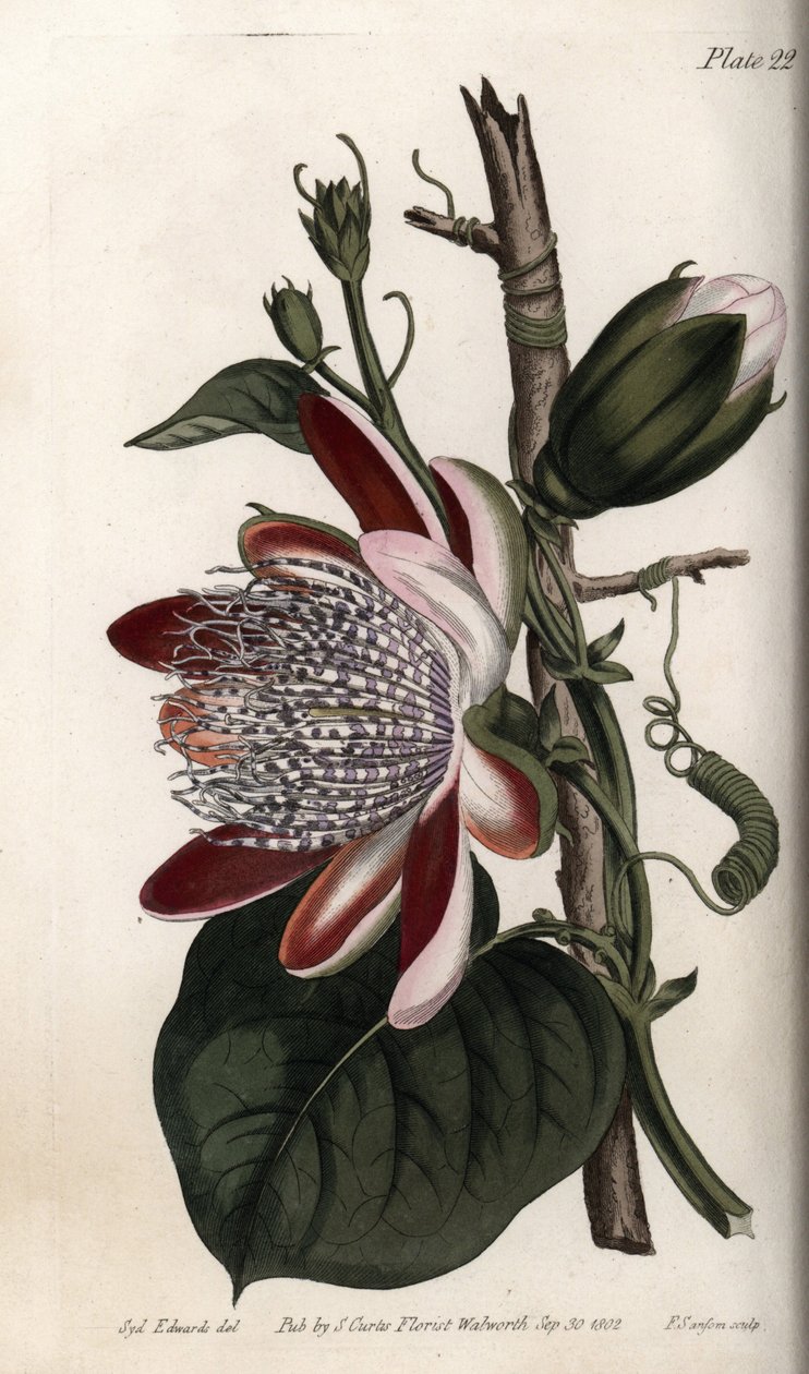 Maracujá, botão e flor. Gravura em cobre colorido, ilustração de Sydenham Edwards (1768-1819) para Conferências de Botanical, Jardim Botânico de Lambeth (Inglaterra) de Sydenham Teast Edwards