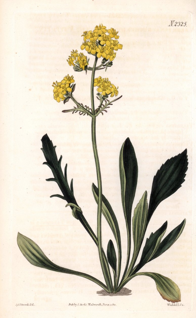 Patrinia sibirica (Altaic valeriana, Valeriana ruthenica). Gravura em chapa de cobre colorida à mão por Weddell após uma ilustração de Sydenham Edwards da "Botanical Magazine" de Samuel Curtis, Londres de Sydenham Teast Edwards