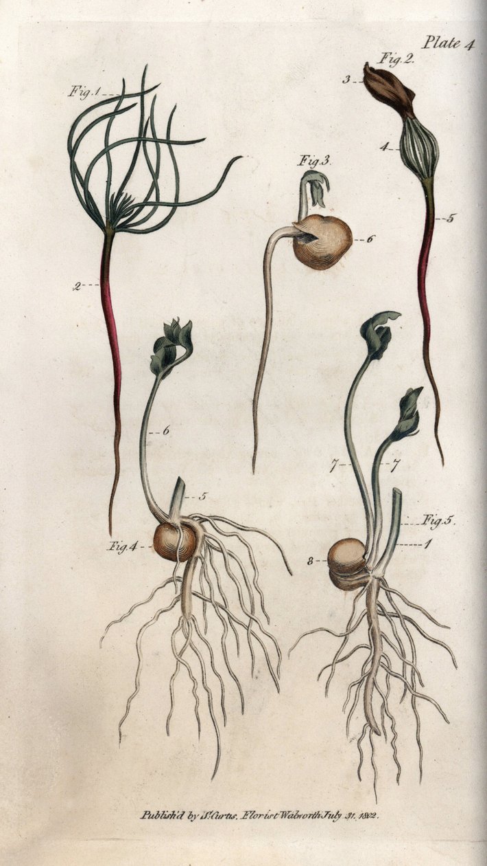 Ervilhas, sementes de leguminosas têm diferentes estágios de germinação. Gravura em cobre colorido, ilustração de Sydenham Edwards (1768-1819) para Conferências de Botanical, Jardim Botânico de Lambeth (Inglaterra) de Sydenham Teast Edwards