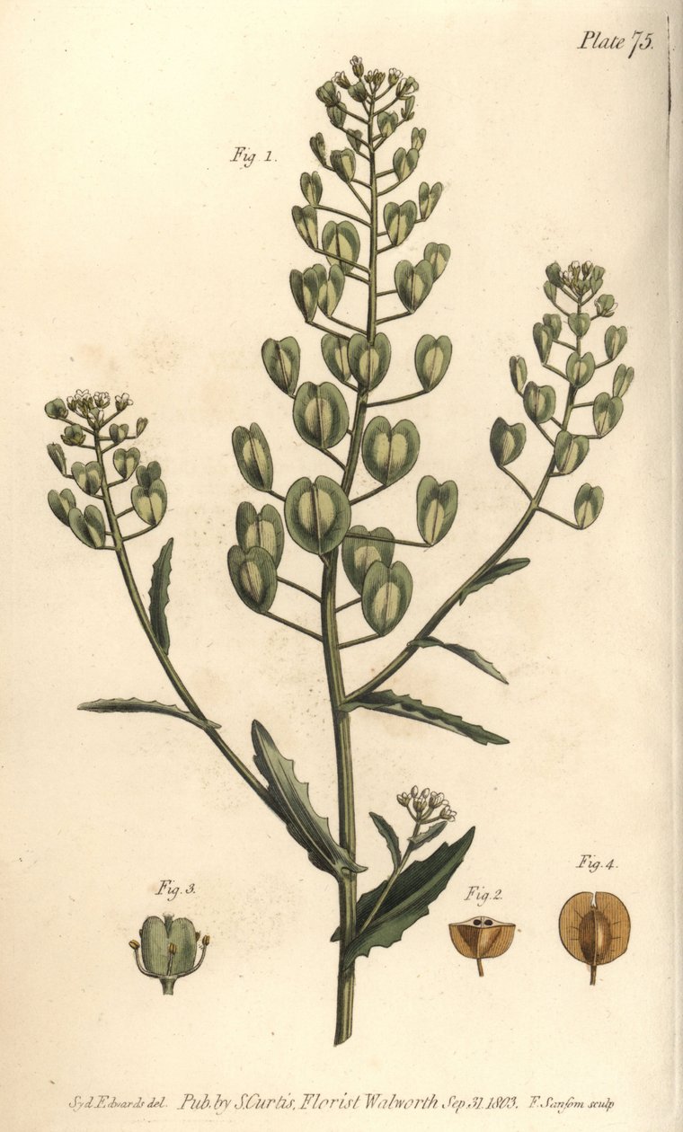 Pennycress, Thlaspi arvense, Siliculosa. Gravura em chapa de cobre colorida à mão por F. Sansom de uma ilustração botânica de Sydenham Edwards para as Palestras de Botânica de William Curtis, conforme entregue no Jardim Botânico de Lambeth de Sydenham Teast Edwards