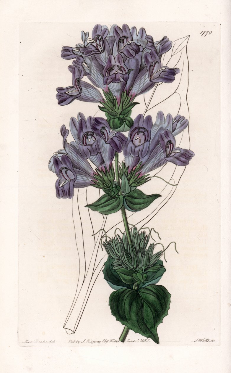 Penstemon Variete - Placa gravada por S.Watts, a partir de uma ilustração de Sarah Anne Drake (1803-1857), do Botanical Register of Sydenham Edwards (1768-1819), Inglaterra de Sydenham Teast Edwards
