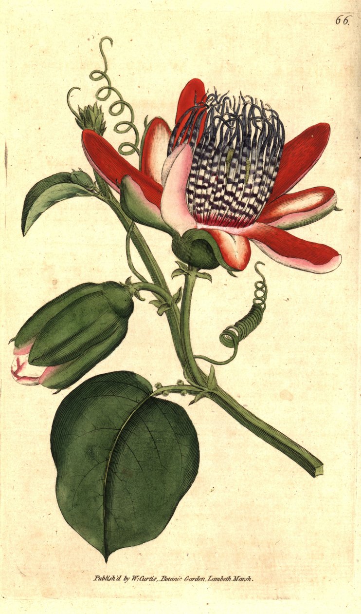 Perfumee grenadilla (ou maracujá refrescante) - (Passiflora alata, Passiflora alata. Gravura em chapa de cobre colorida à mão depois de uma ilustração botânica de James Sowerby da revista The Botanical Magazine de William Curtis, Lambeth Marsh, Londres. de Sydenham Teast Edwards