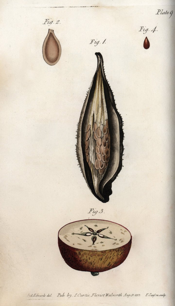Pericarpo de capim periquito (ou pasta) e secção do fruto da macieira doméstica Gravura em cobre colorido, ilustração de Sydenham Edwards (1768-1819) para Conferências Botânicas, Lambeth Botanical Garden, Inglaterra de Sydenham Teast Edwards