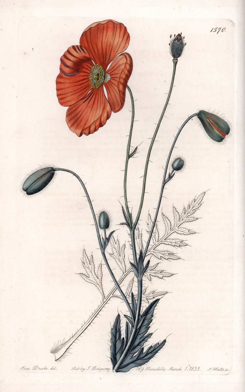 Variete Papoila Persa - Gravada por S.Watts, a partir de uma ilustração de Sarah Anne Drake (1803-1857), do Botanical Register of Sydenham Edwards (1768-1819), Inglaterra de Sydenham Teast Edwards