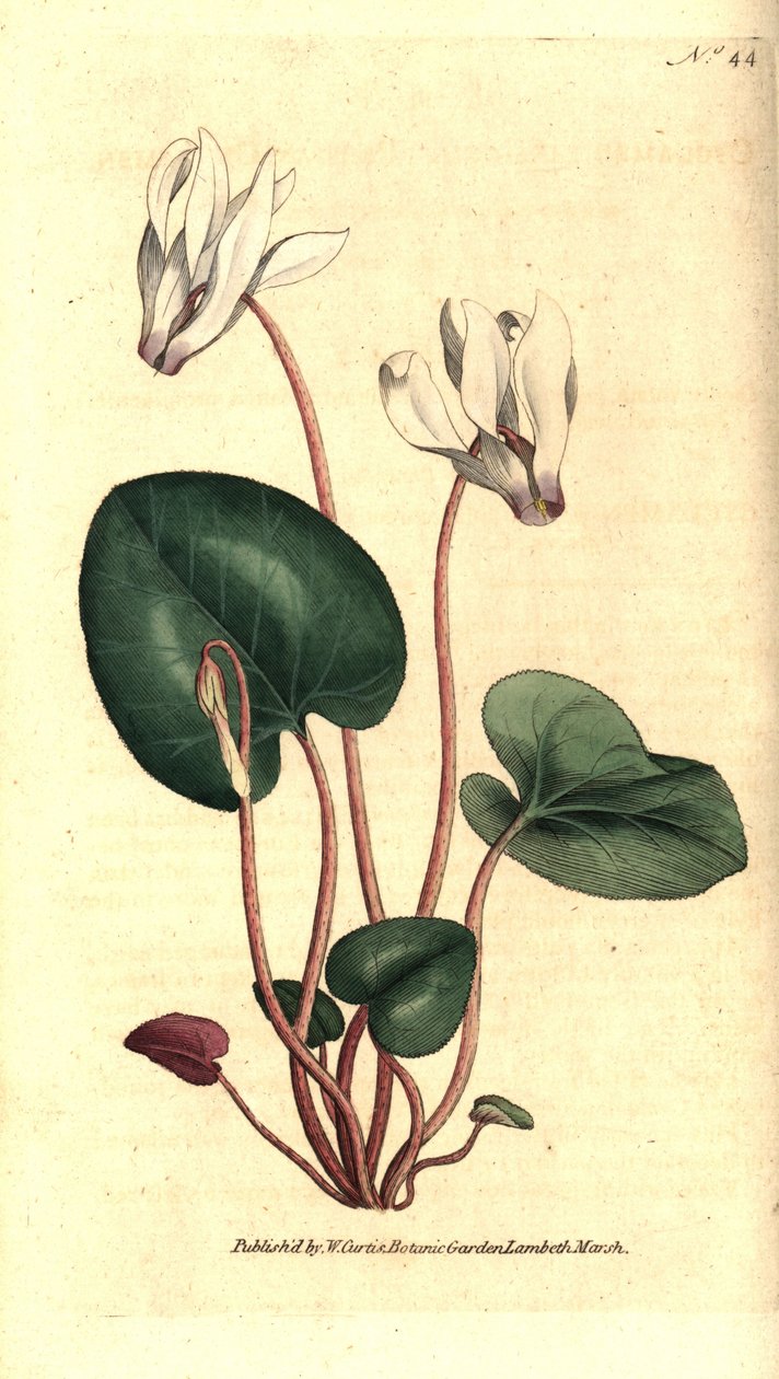 Ciclamen persa ou floristas de ciclamen - Ciclamen persa, Cyclamen persicum. Gravura em chapa de cobre colorida à mão depois de uma ilustração botânica de James Sowerby da revista The Botanical Magazine de William Curtis, Lambeth Marsh, Londres. de Sydenham Teast Edwards