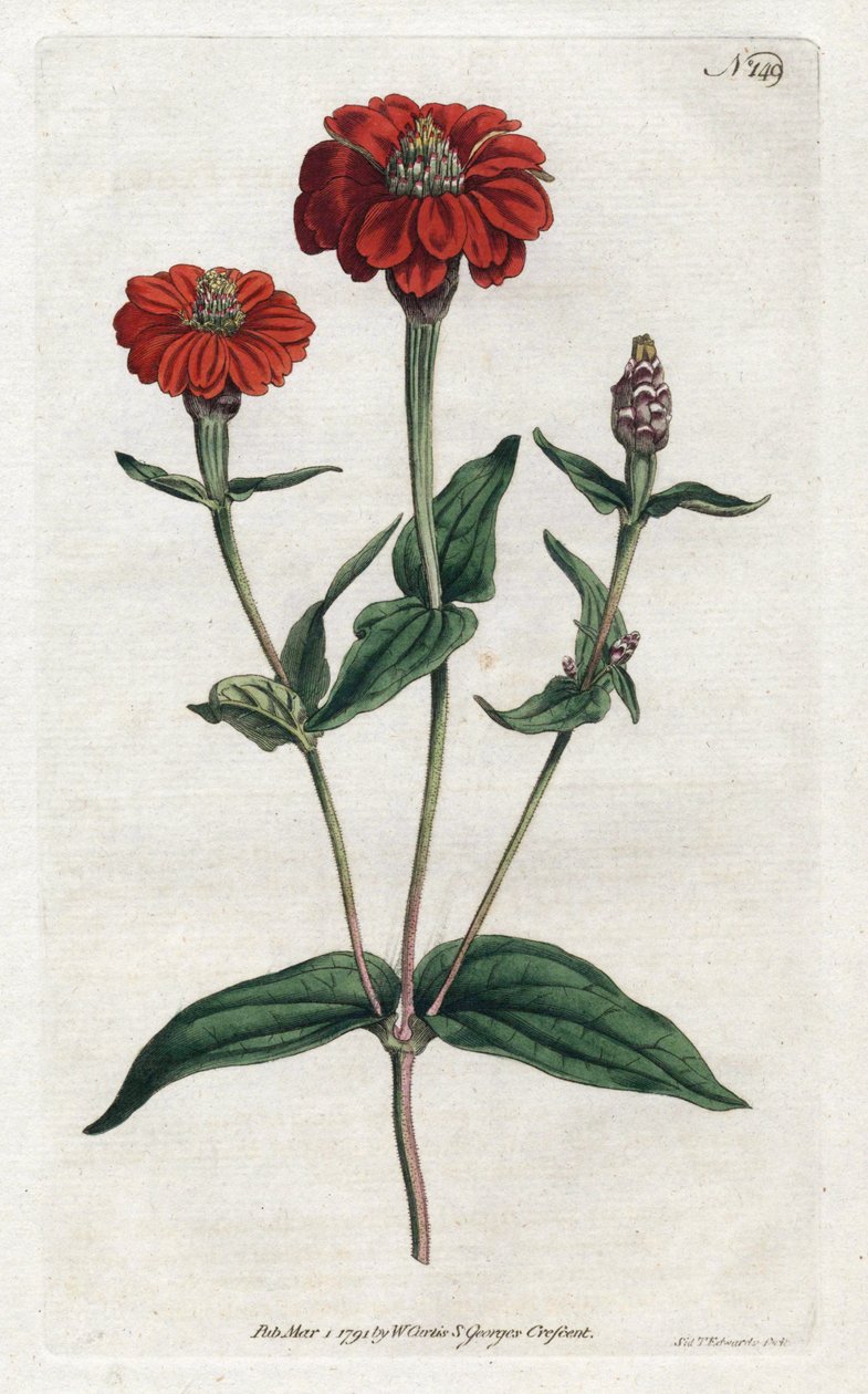 Zinnia ou bresine peruano - Litografia de Sydenham Edwards (1768-1819), da revista Botanical de William Curtis (1746-1799) de Sydenham Teast Edwards