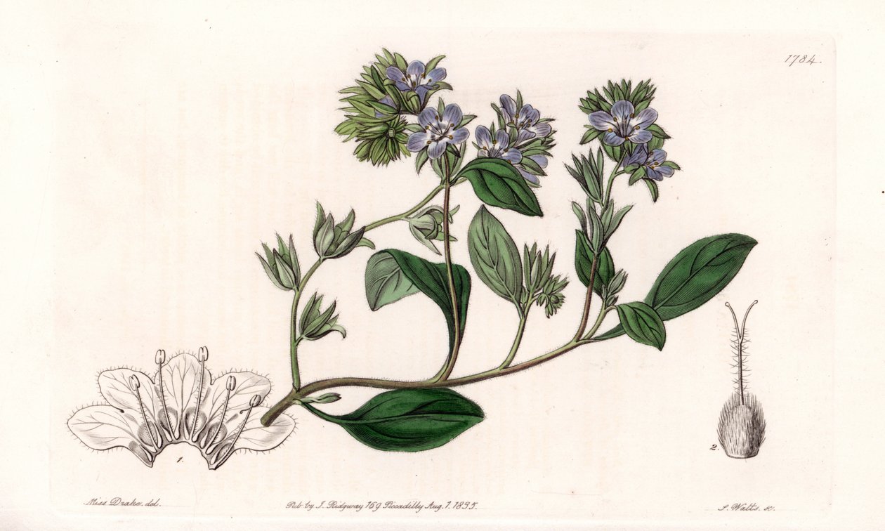 Phacelia, endêmica da Califórnia - Gravado por S.Watts, a partir de uma ilustração de Sarah Anne Drake (1803-1857), do Botanical Register of Sydenham Edwards (1768-1819), Inglaterra de Sydenham Teast Edwards