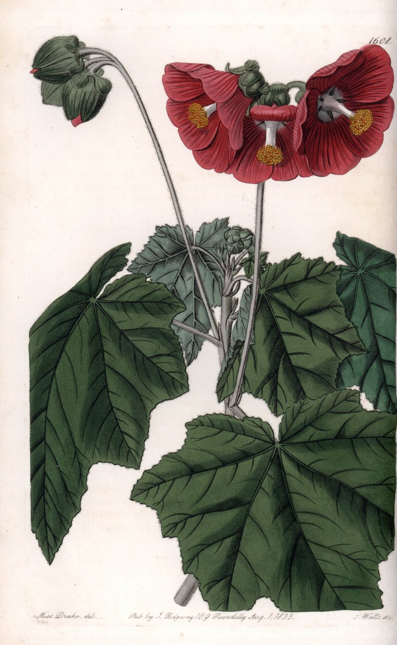 Phymosia variete, flores vermelhas, nativas do México - Gravado por S. Watts, a partir de uma ilustração de Sarah Anne Drake (1803-1857), do Botanical Register of Sydenham Edwards (1768-1819), Inglaterra de Sydenham Teast Edwards
