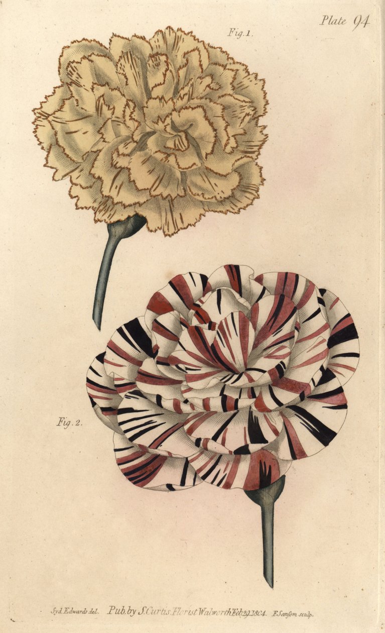 Cravo de Picotee 1 e cravo de mago escarlate 2. Gravura em chapa de cobre colorida à mão por F. Sansom de uma ilustração botânica de Sydenham Edwards para as Palestras de Botânica de William Curtis, conforme entregue no Jardim Botânico de Lambeth de Sydenham Teast Edwards