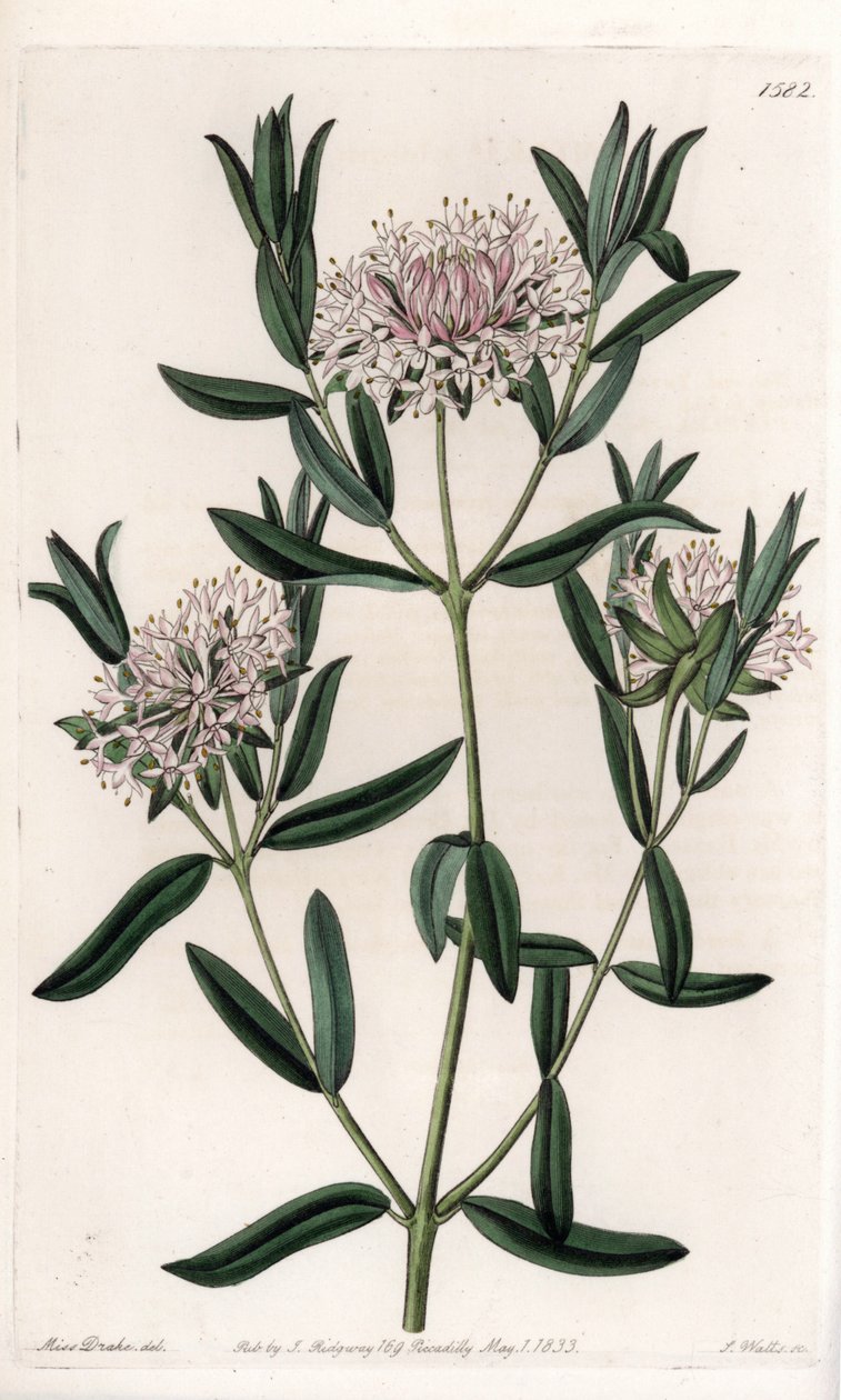 Pimelea sylvestris, natural da Austrália - Gravado por S.Watts, a partir de uma ilustração de Sarah Anne Drake (1803-1857), do Botanical Register of Sydenham Edwards (1768-1819), Inglaterra de Sydenham Teast Edwards